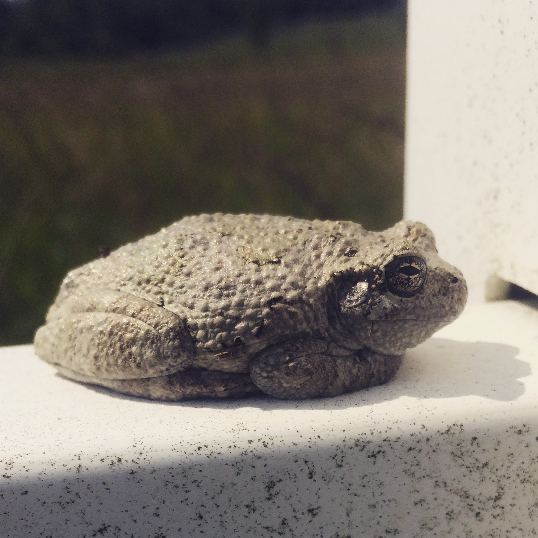 Gray Tree Frog found on our fence