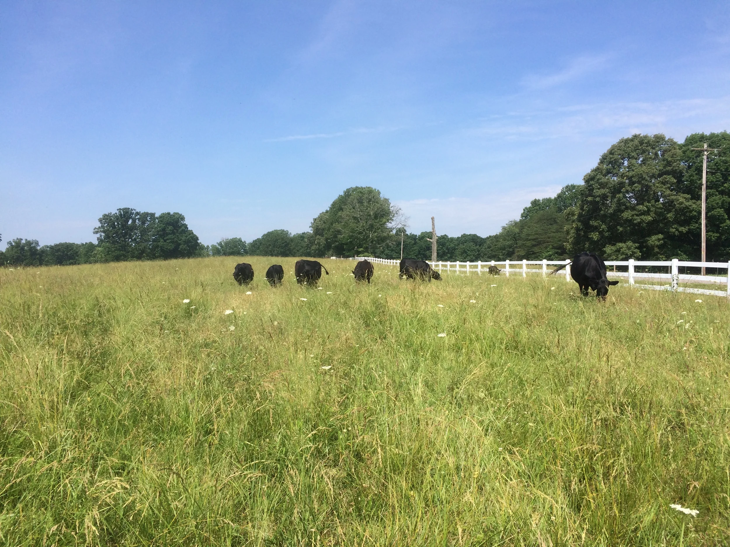 Cows in the field amongst bobbing queen Anne's lace