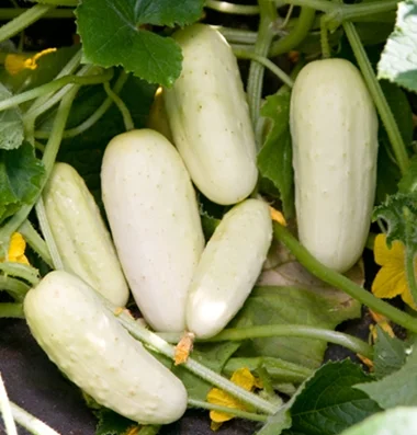 2524G.jpg
