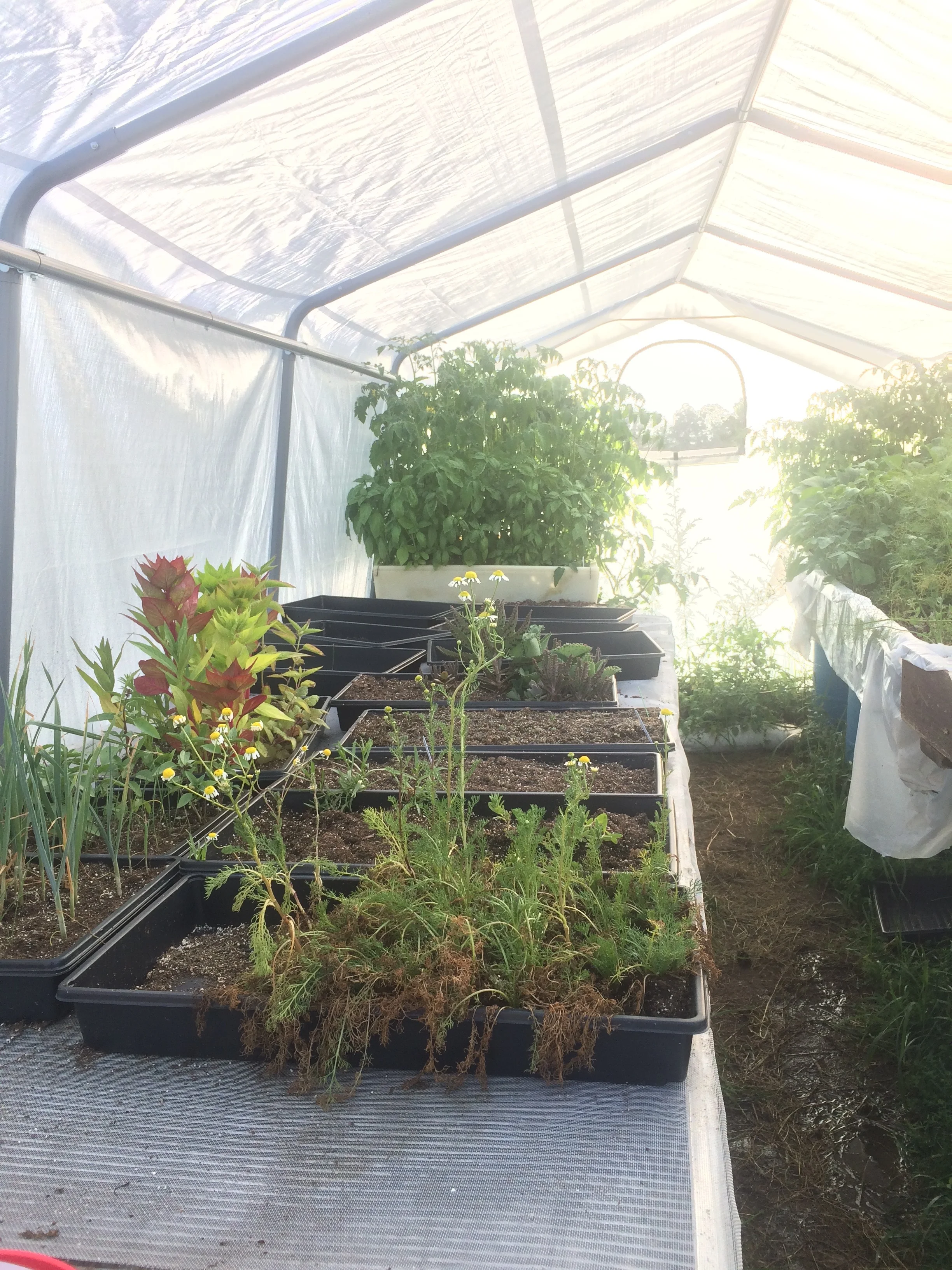 The greenhouse before we transplanted second planting of tomatoes, basil, peppers and tomatoes