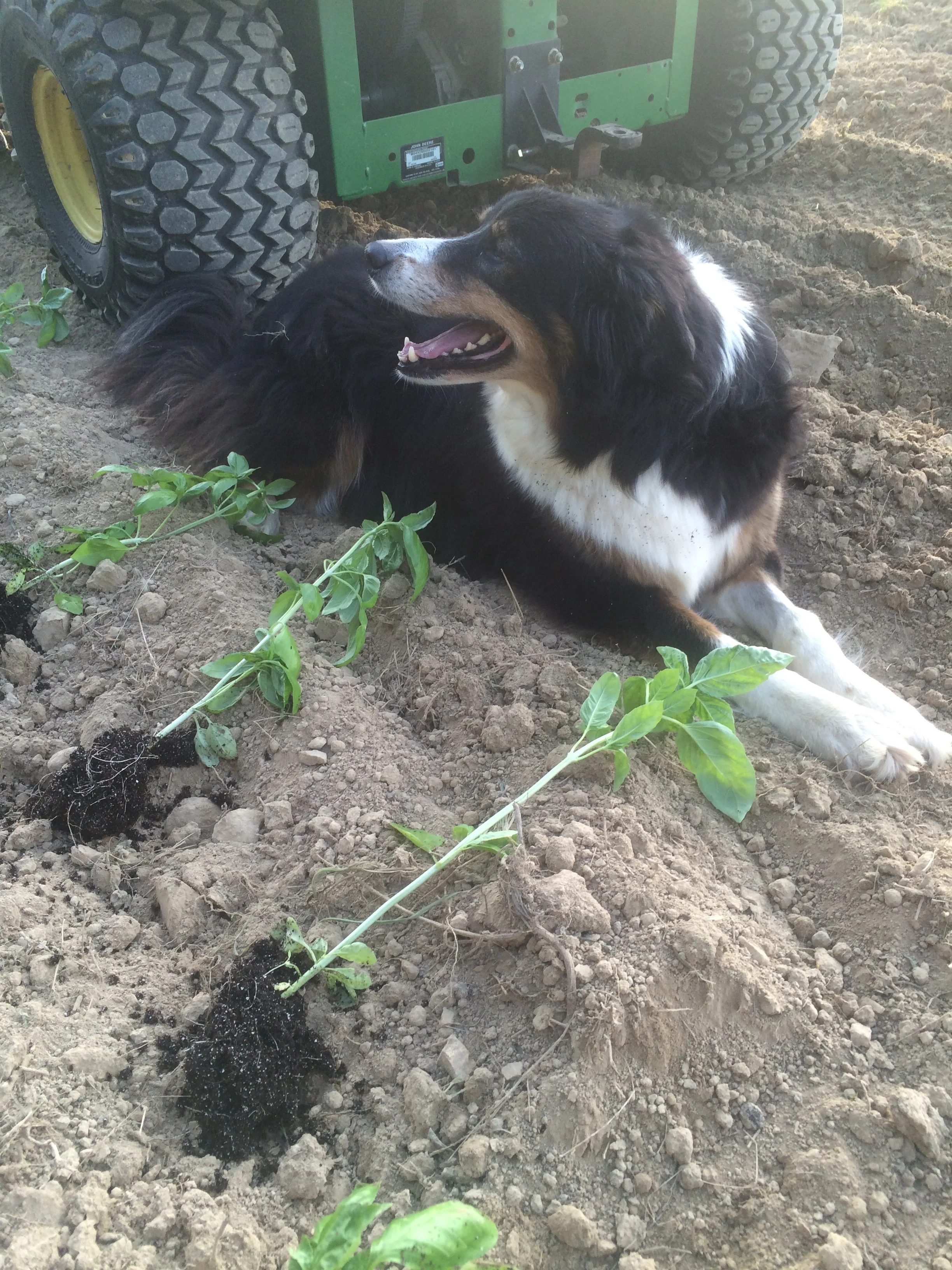 Winnie planting basil 
