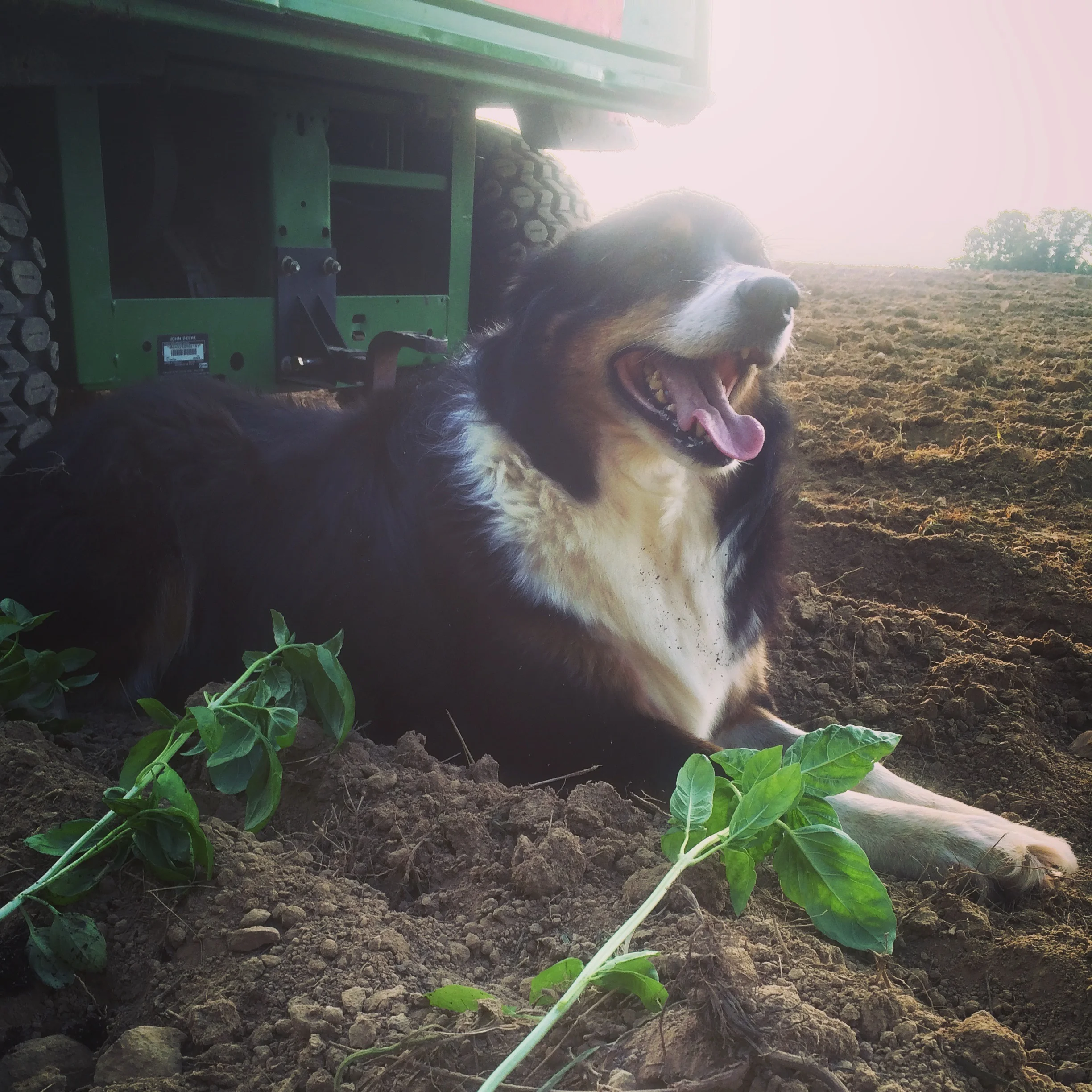 Winnie planting basil