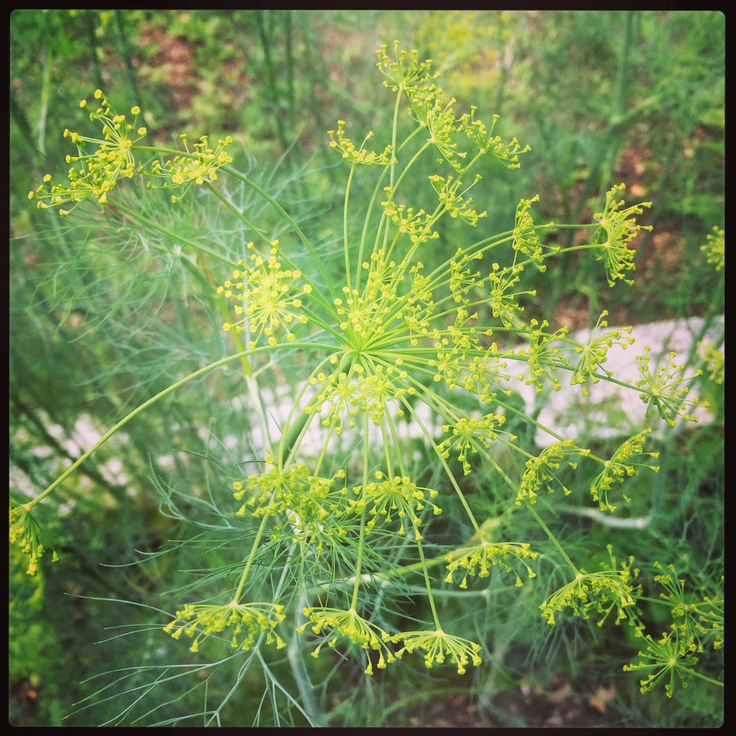 Lovely Dill Flowers