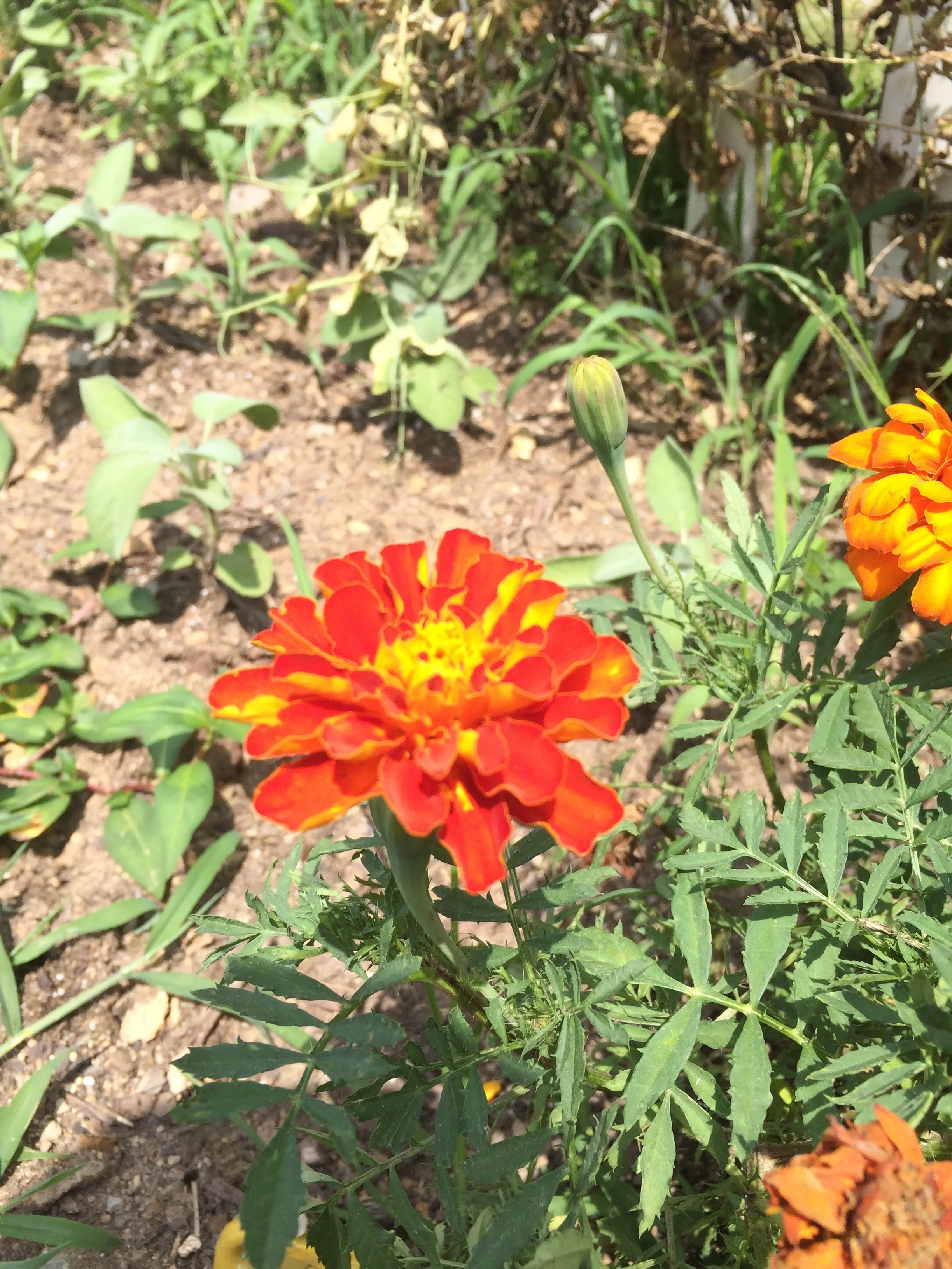 marigolds attract beneficial insects! So we have them around the farm