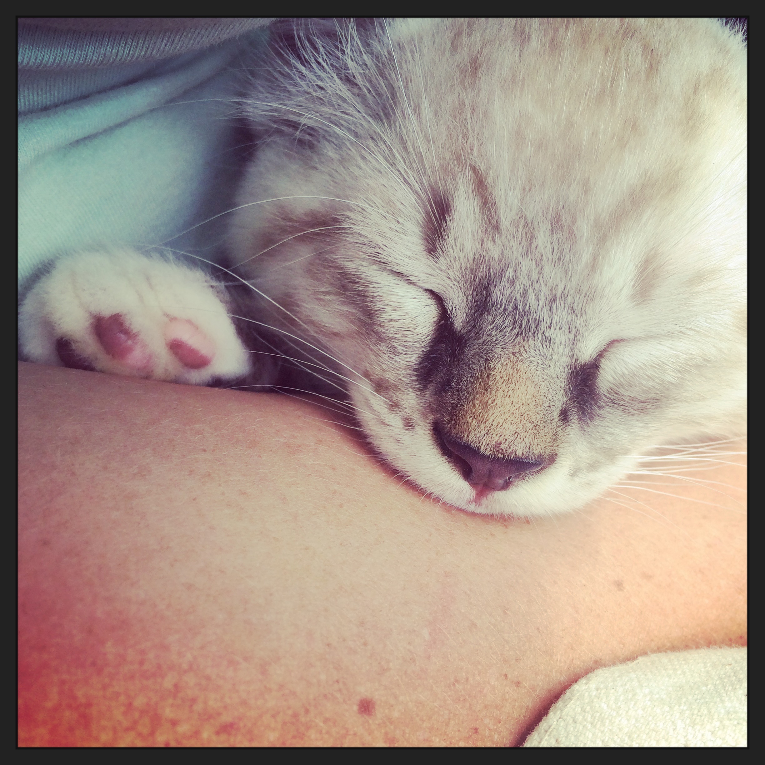 The newest member of our farm! Kitty