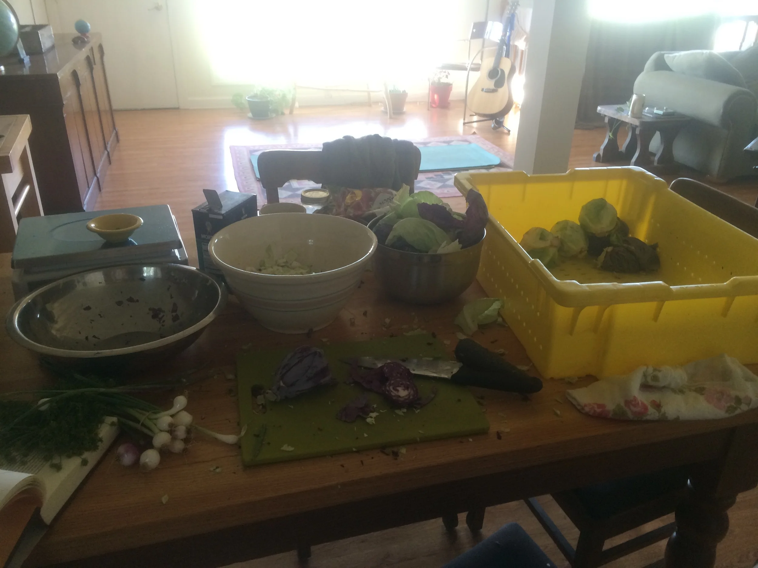 Fermenting cabbage! Kraut and kimchi!