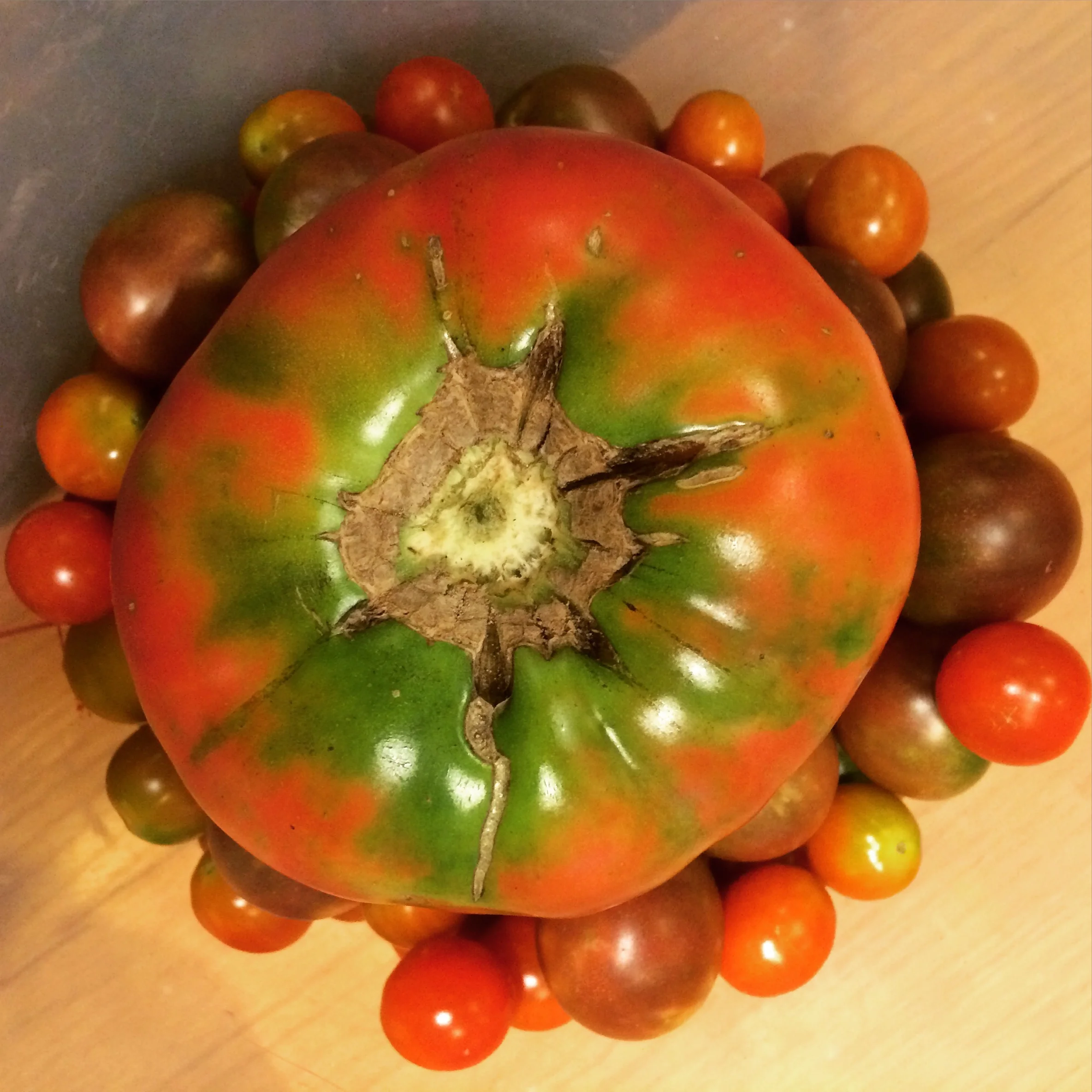 First heirloom of the season! 