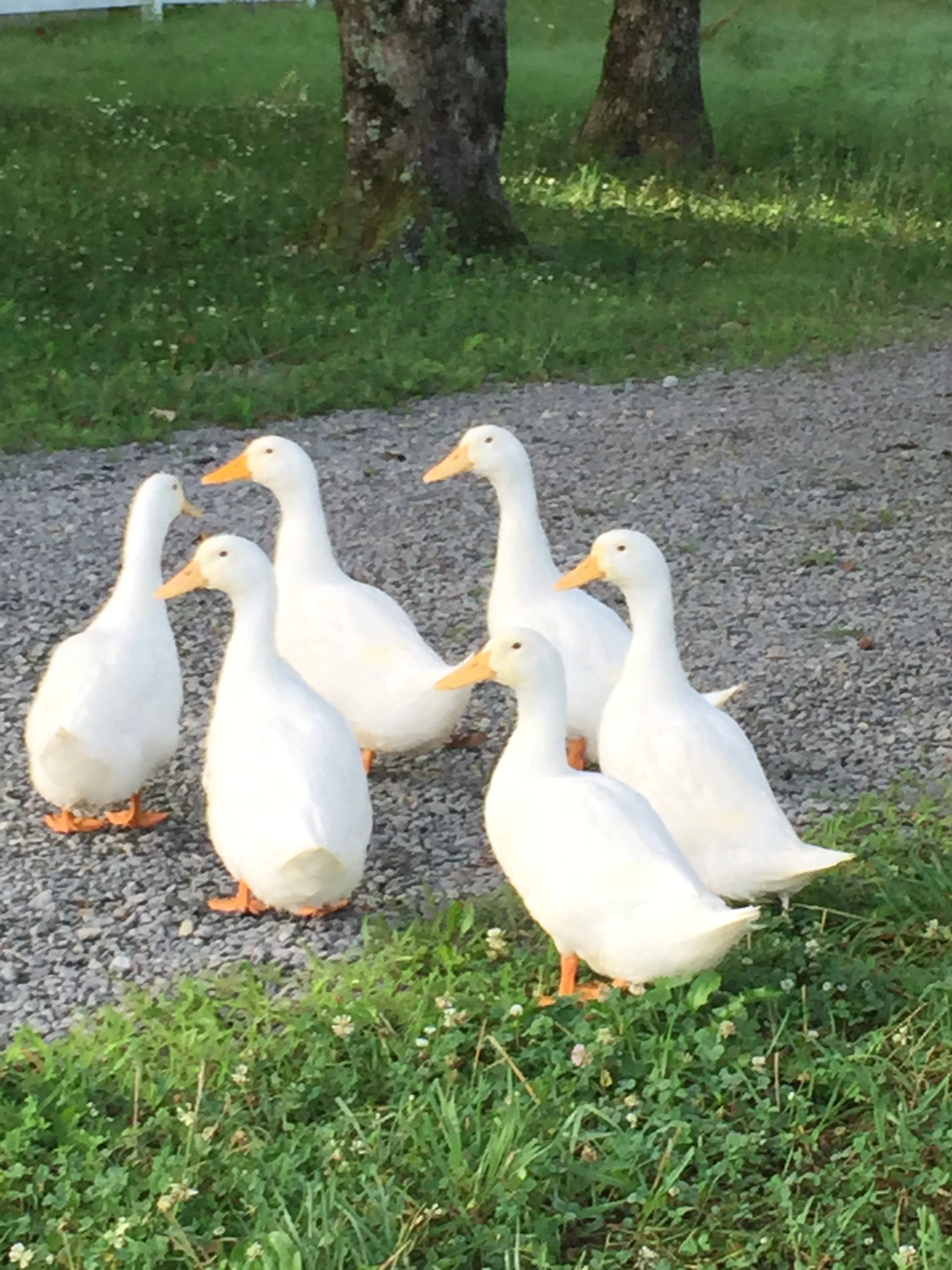 The ducks being ducks