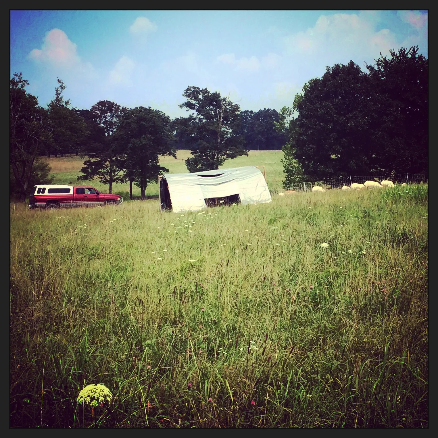 Moving the sheep by myself with the truck cause the gator had a flat!