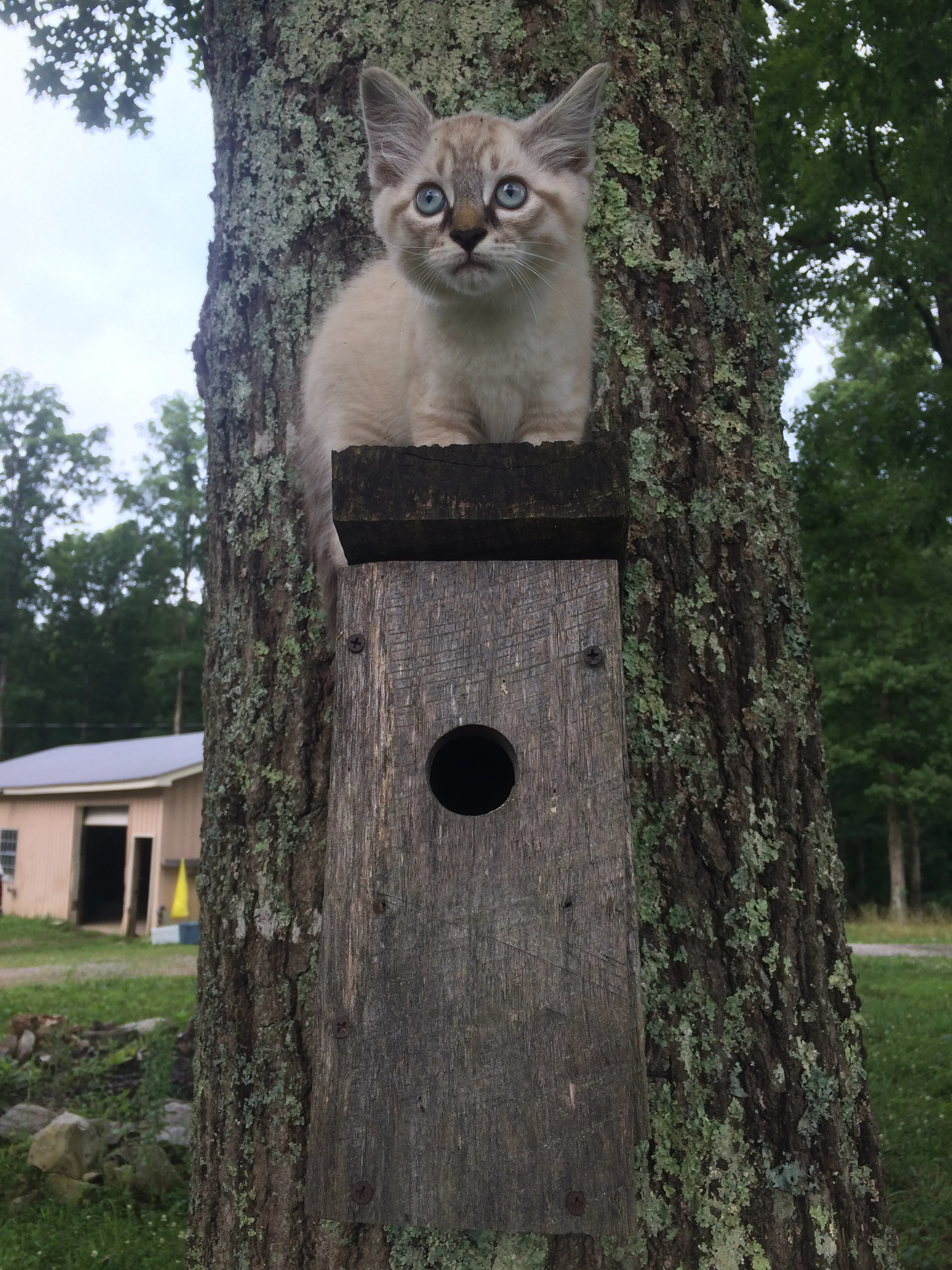 Stormy learns to climb! 