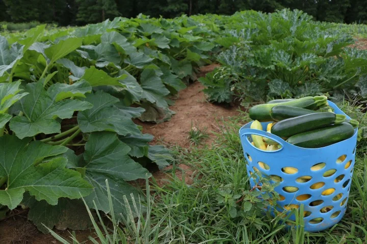 squash plants and basket full of it!