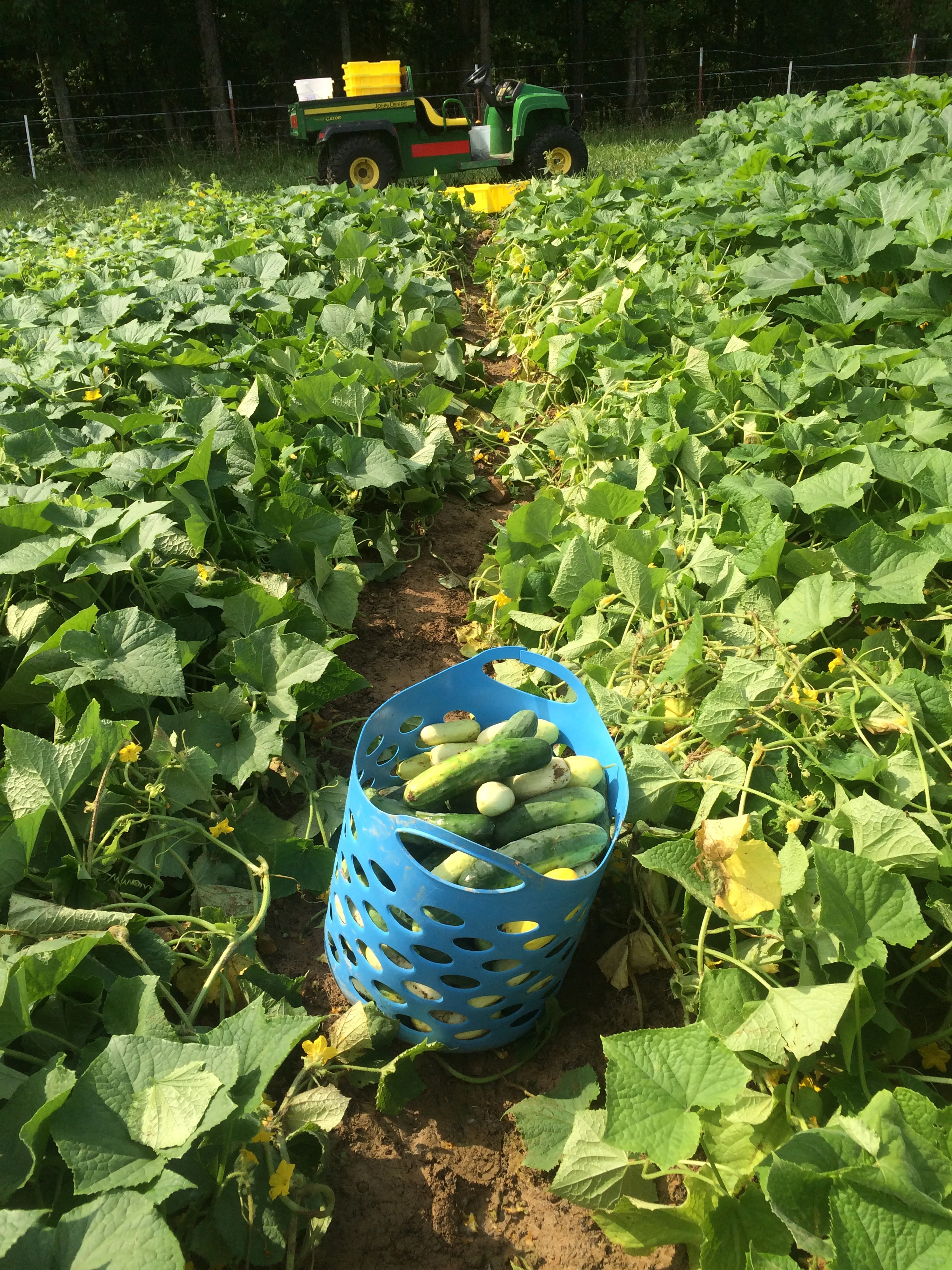 an entire basket and I've only picked this far!