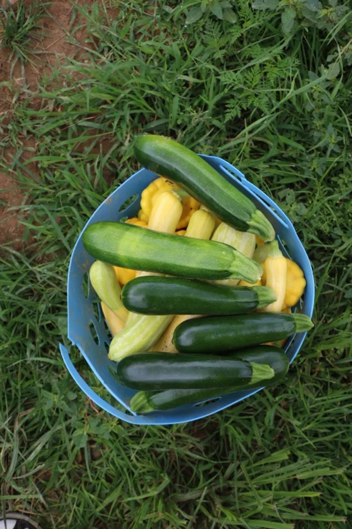 summer squashes! 