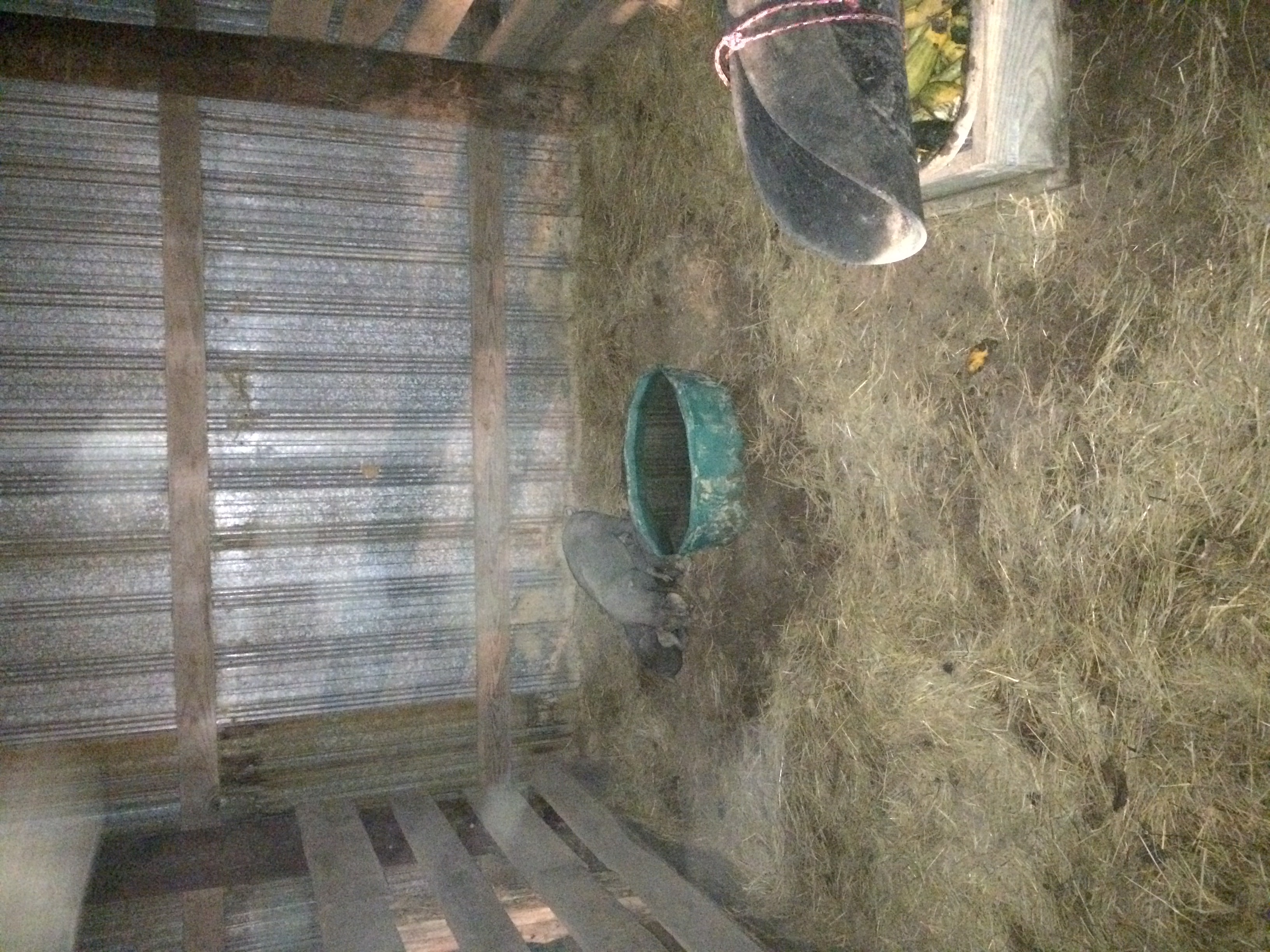 The pigs temporary new home! 