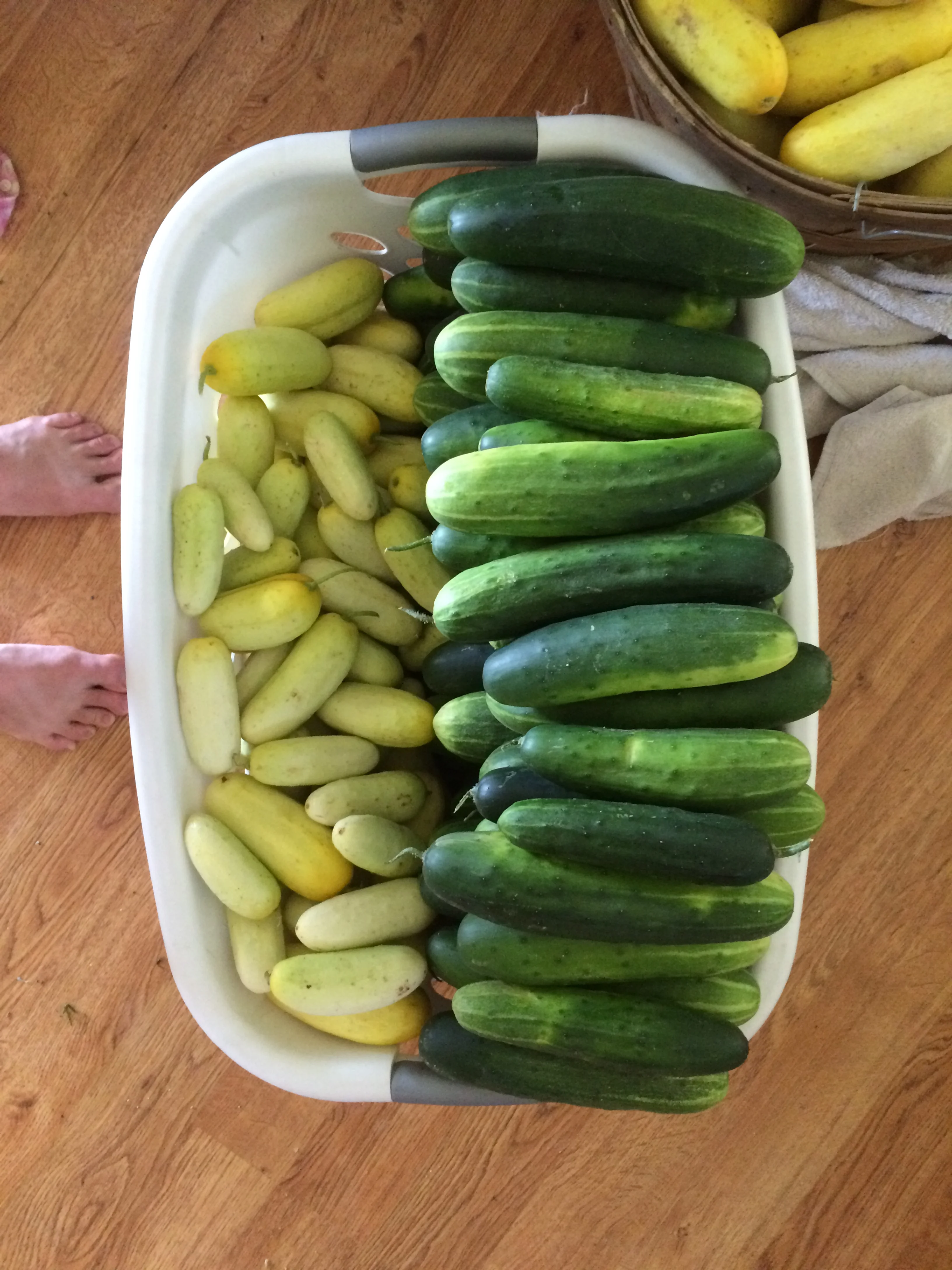 cuke harvest!