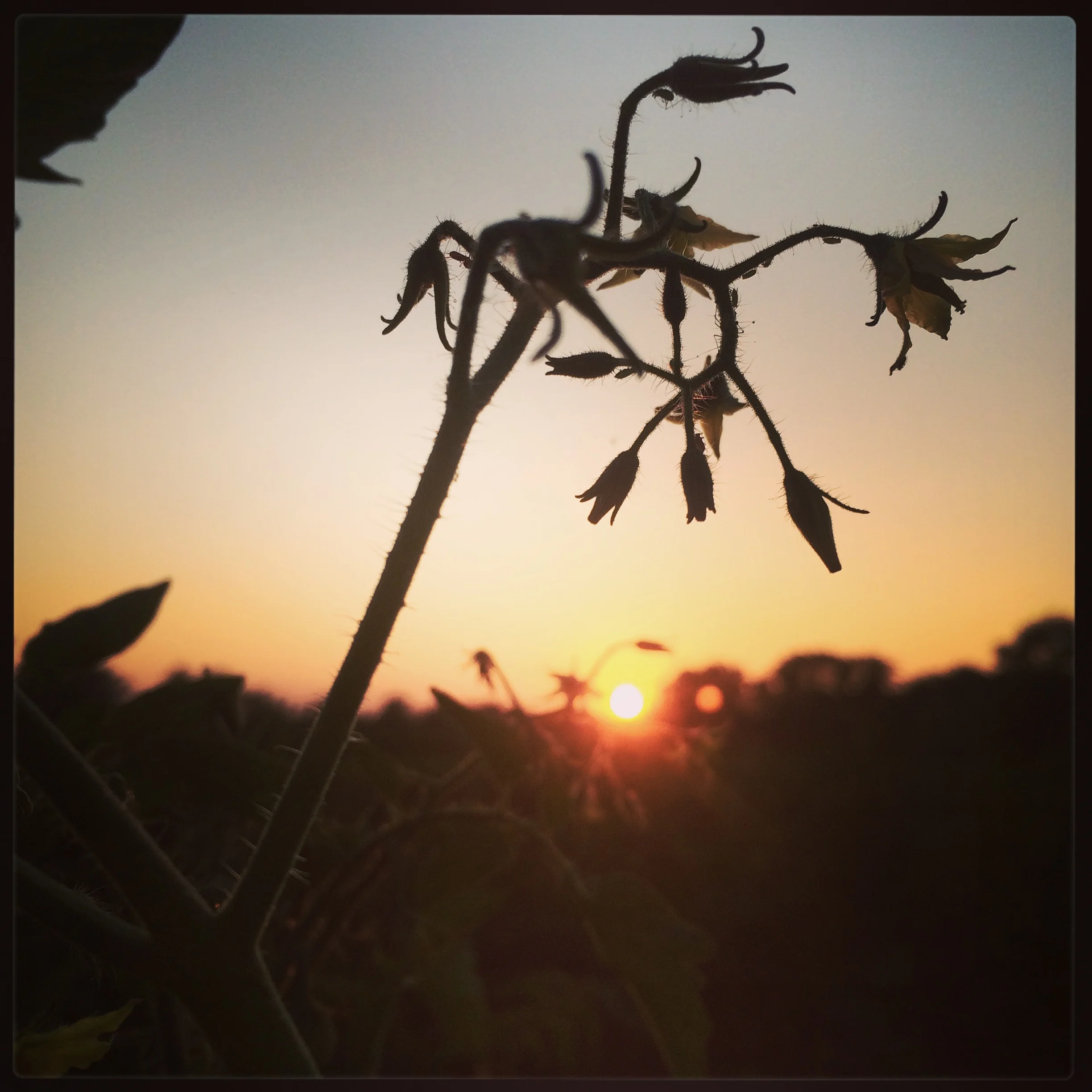 tomato flower sillouhette sunset