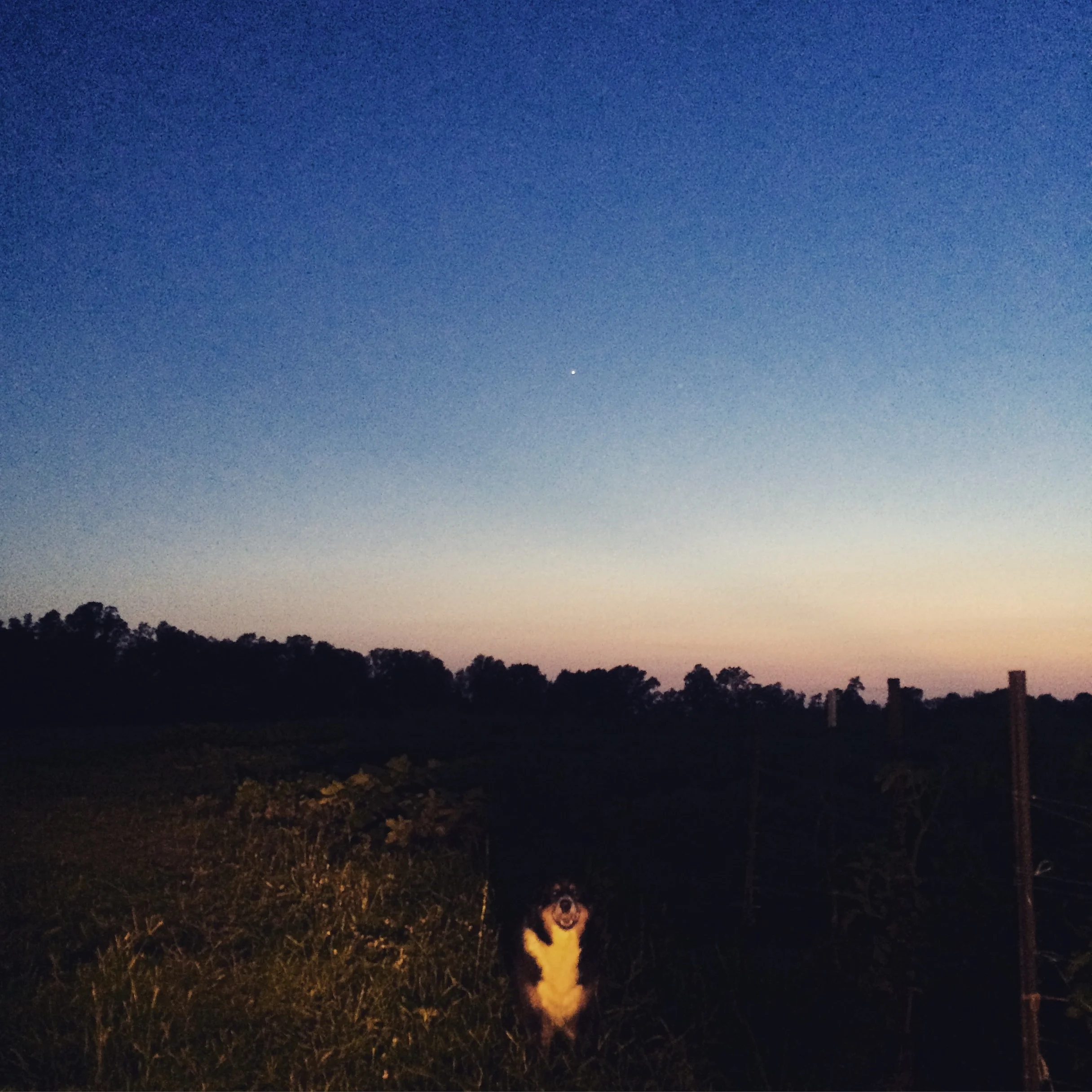 Winnie in the gator light after a late harvest