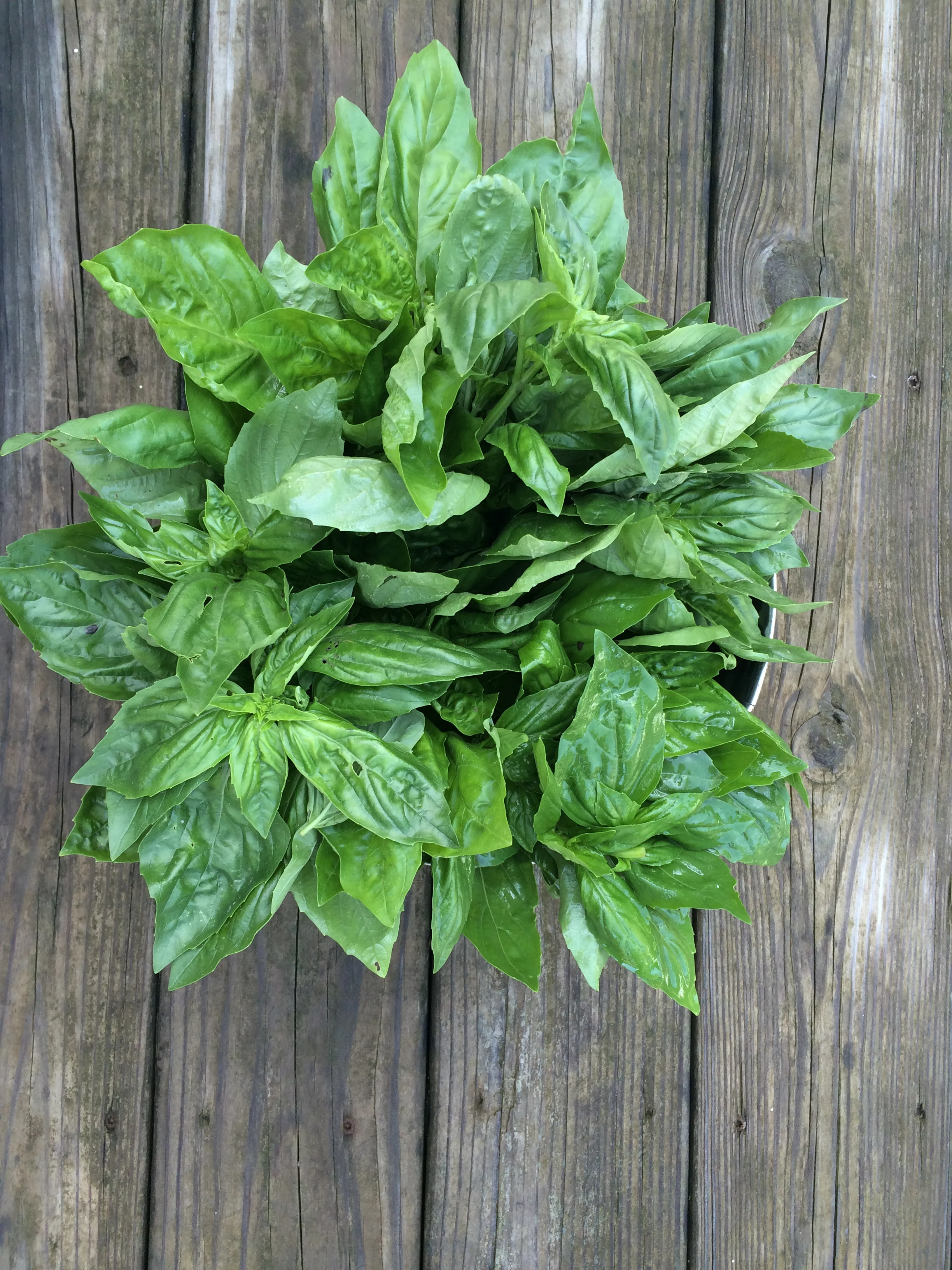 BASIL! 