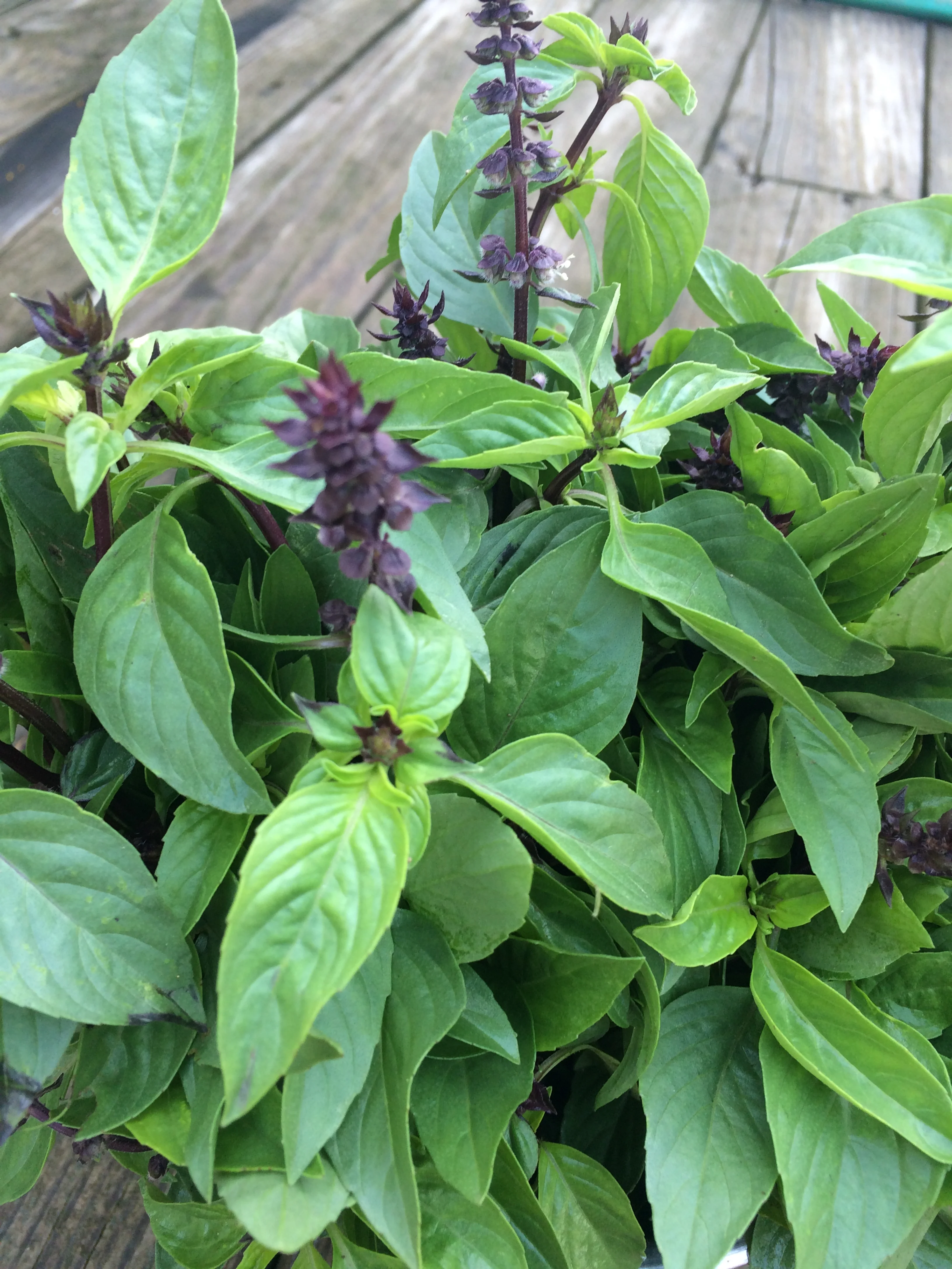 THAI BASIL!