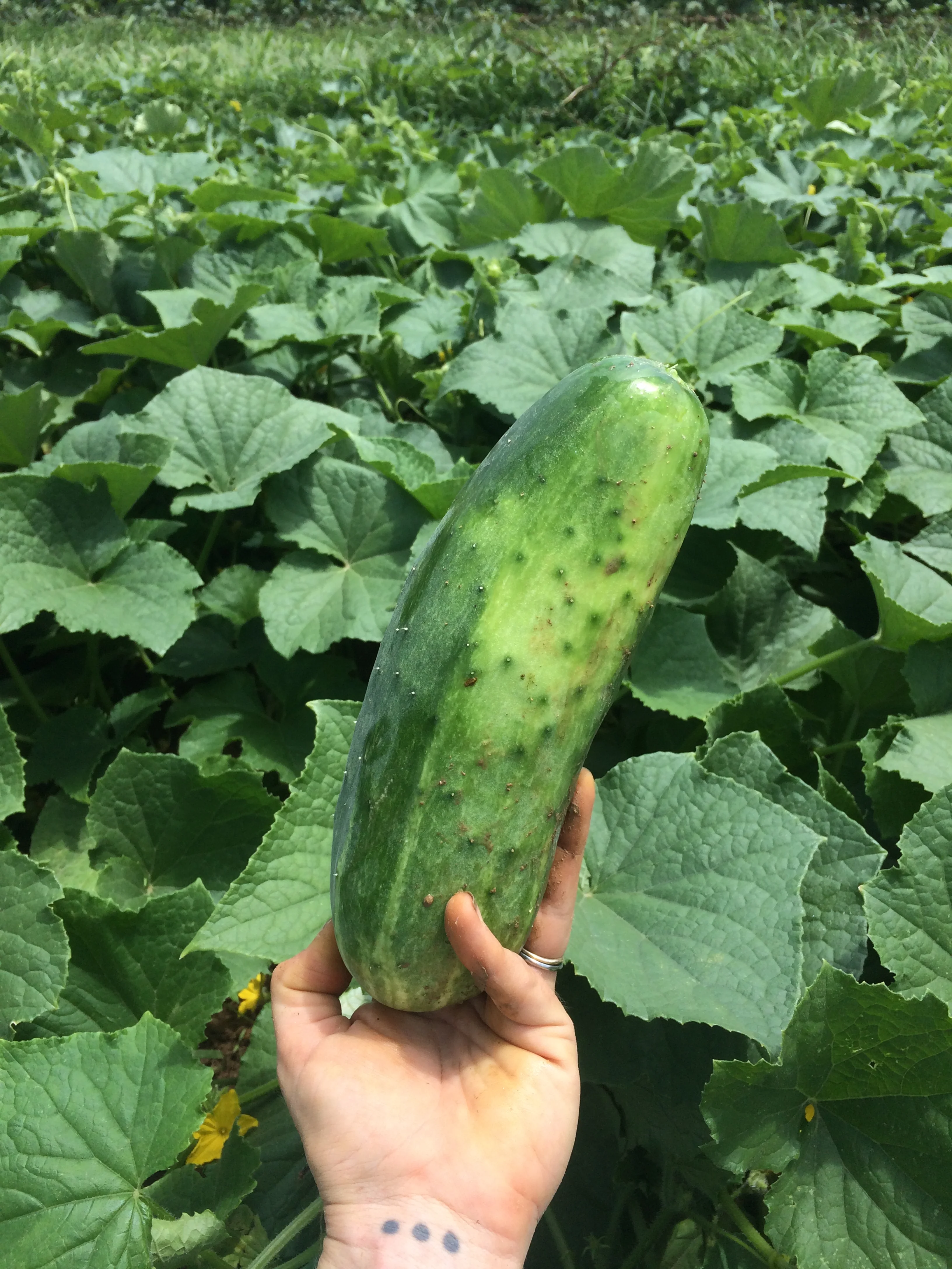 Whoops! Missed this guy last time! 