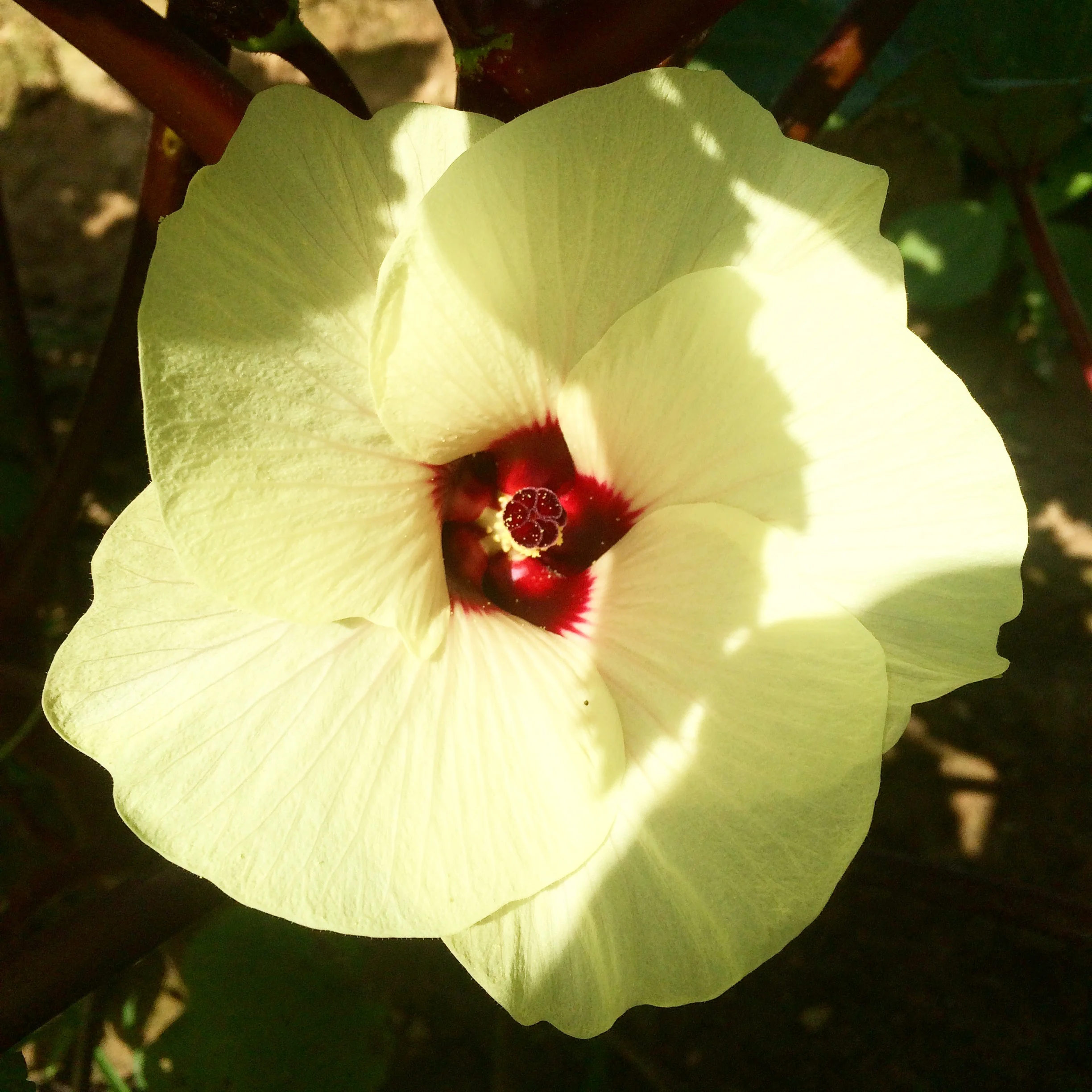 Okra Flower! The most beautiful veggie flower! 