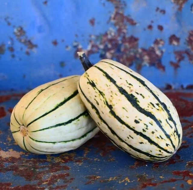 Delicata.jpg