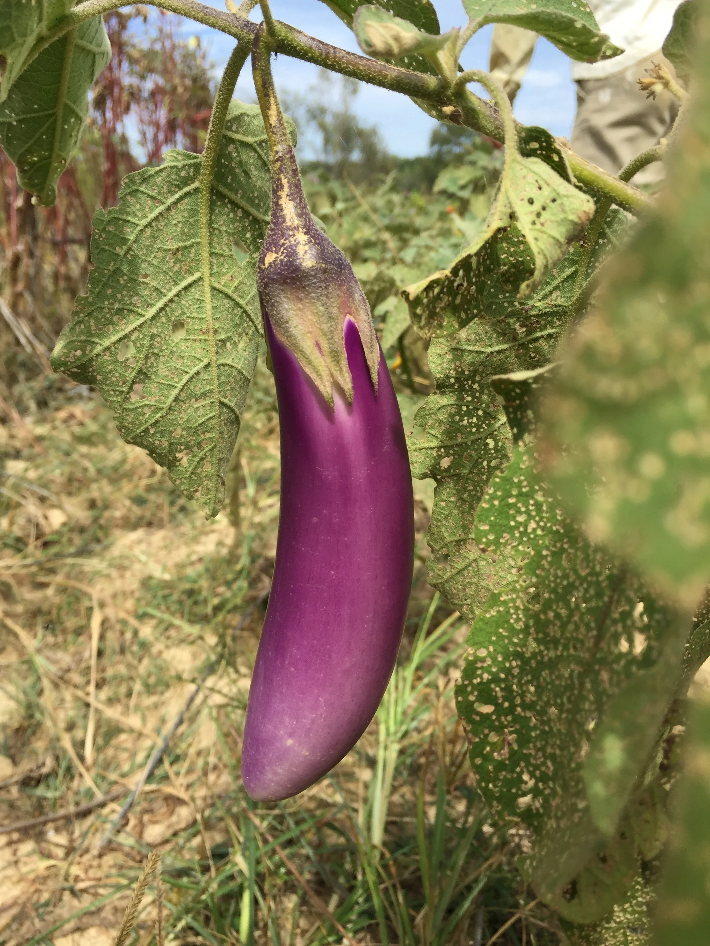 Eggplant.JPG
