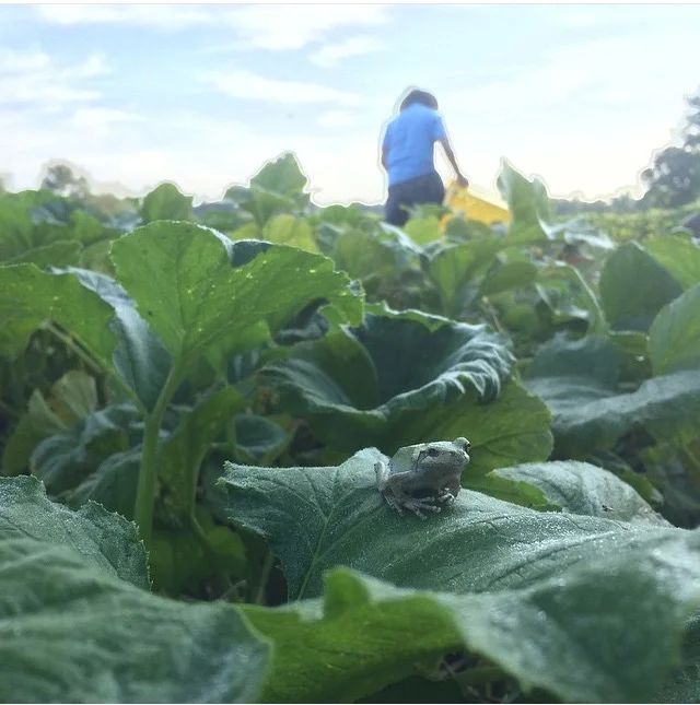 FarmFrog2.jpg