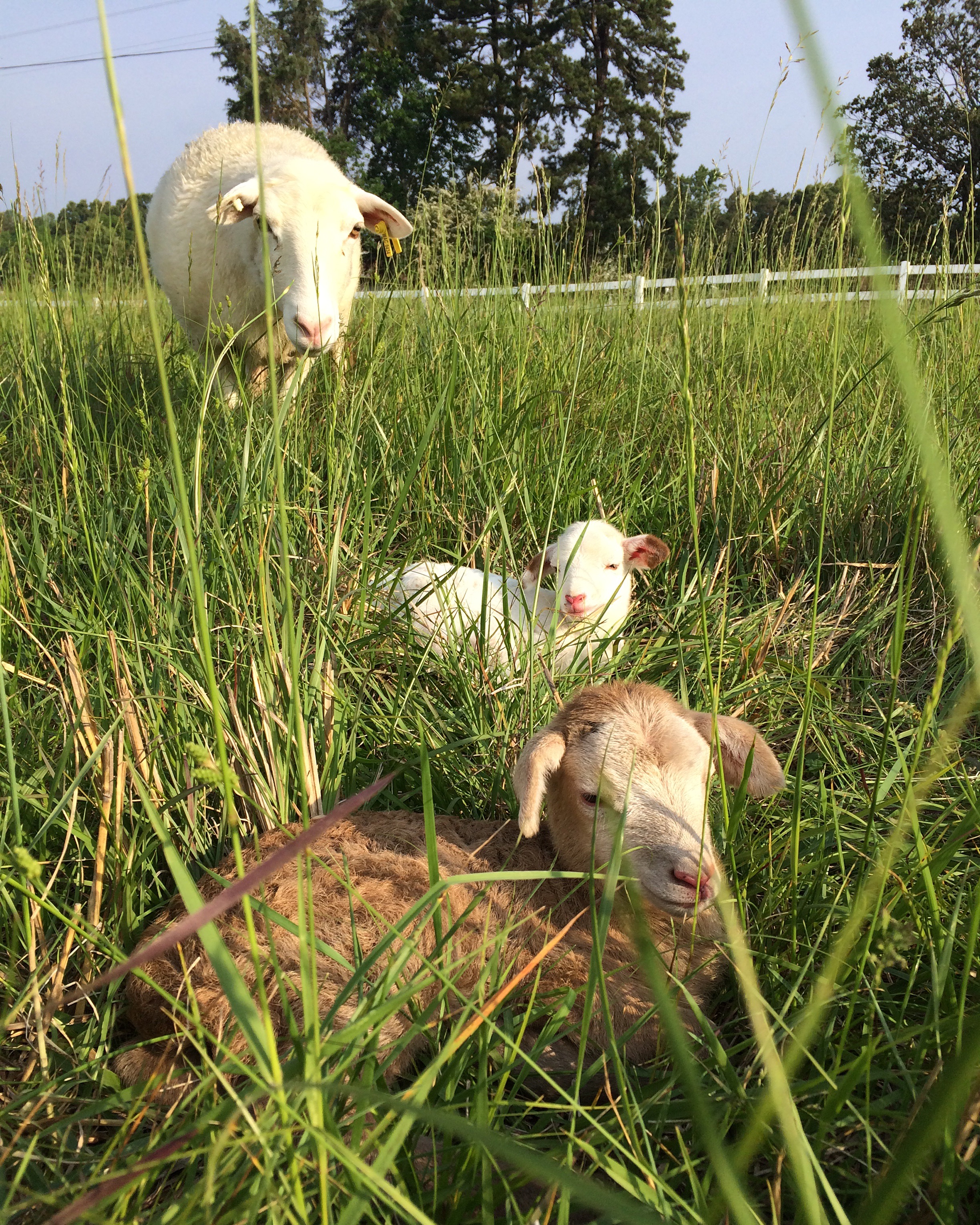 Lambing season is always fun and adorable. 