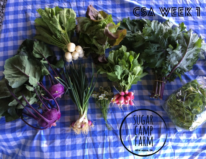 This week's share includes purple kohlrabi, green onions, salad turnips, french breakfast radishes, head lettuce, Red Russian kale, Arugula, mint, and fresh chamomile flowers! 