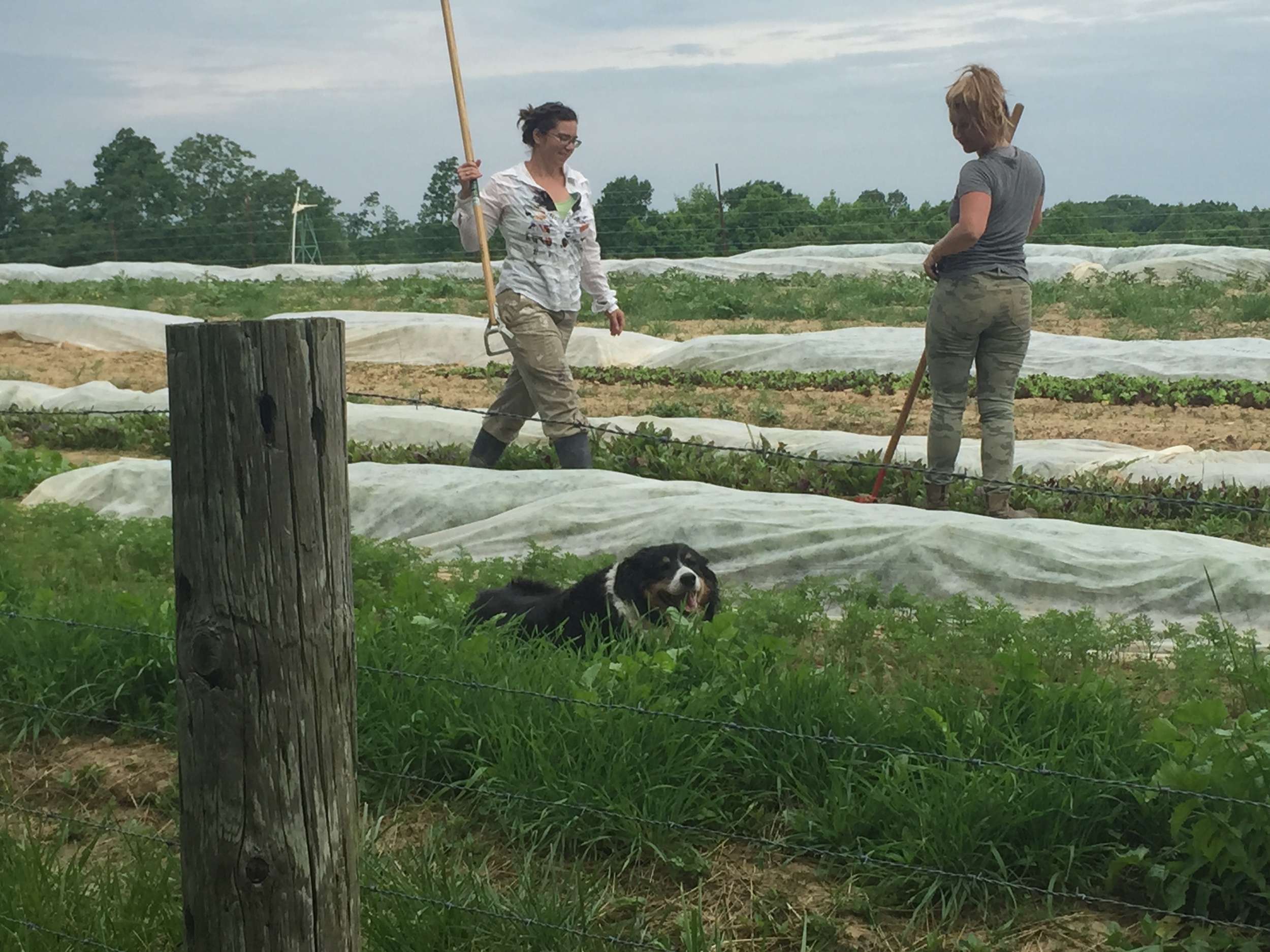 We hoe more than just about anything else on the farm to keep things as weed free as we can! 