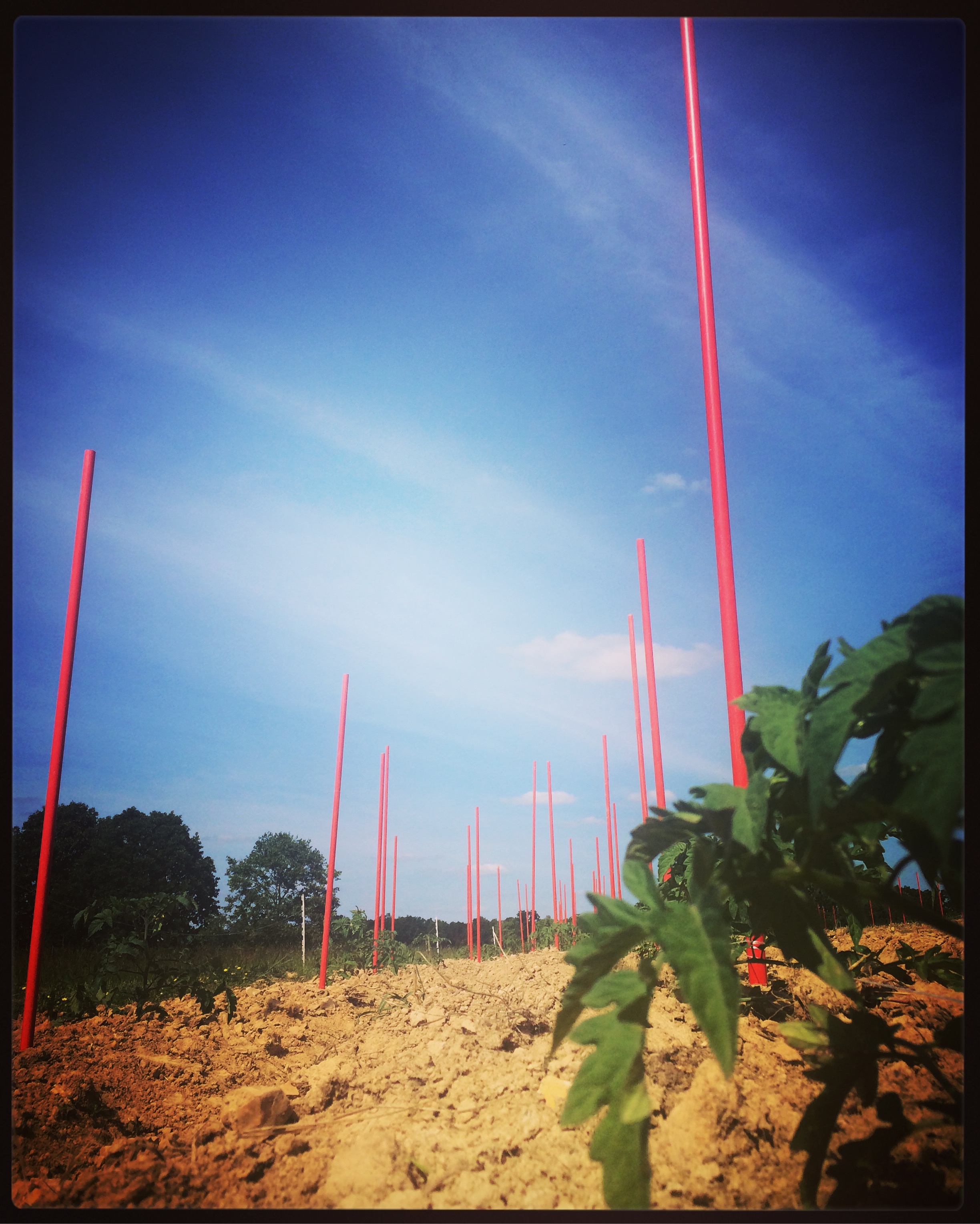 Tomato stakes, string and the "Florida Weave" are what we use to keep the tomatoes off the ground! 
