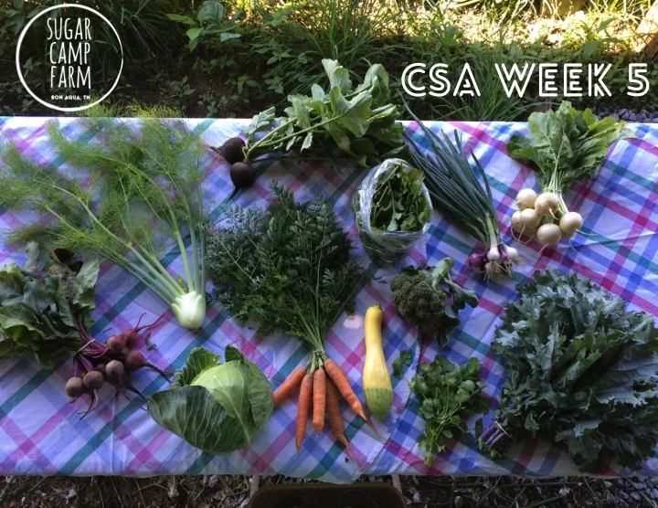 Beets, fennel, cabbage, carrots, 1 squash, Spanish black radishes (top middle), arugula or lettuce or mustards, broccoli, cilantro or dill, green onions, turnips, and kale. 