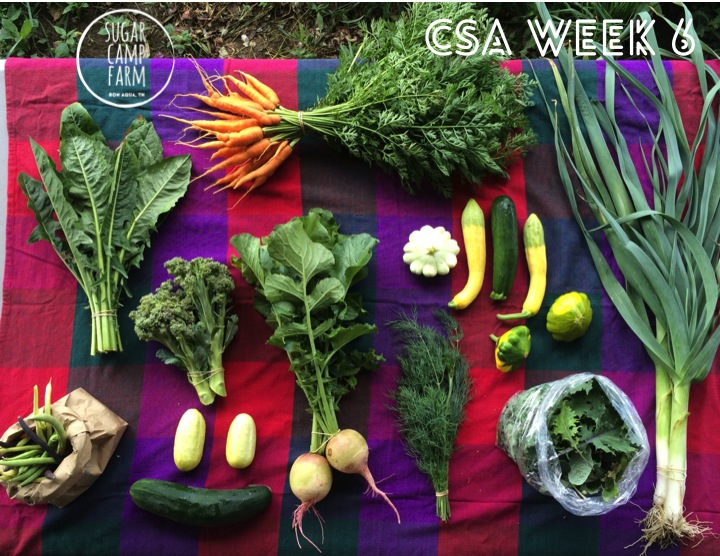 Multicolored beans, Dandelion greens or bunched kale, broccoli, cucumbers, carrots, watermelon radishes, dill or cilantro, summer squash, baby kale or mustards, and leeks! 