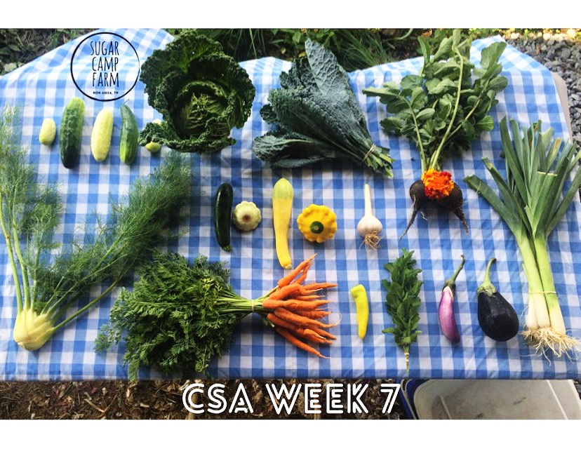 CSA week 7!! Fennel, cucumbers, Savoy cabbage, summer squash, carrots, kale, garlic, a chili, mint, eggplant, black radish, marigolds or squash blossoms, leeks! 