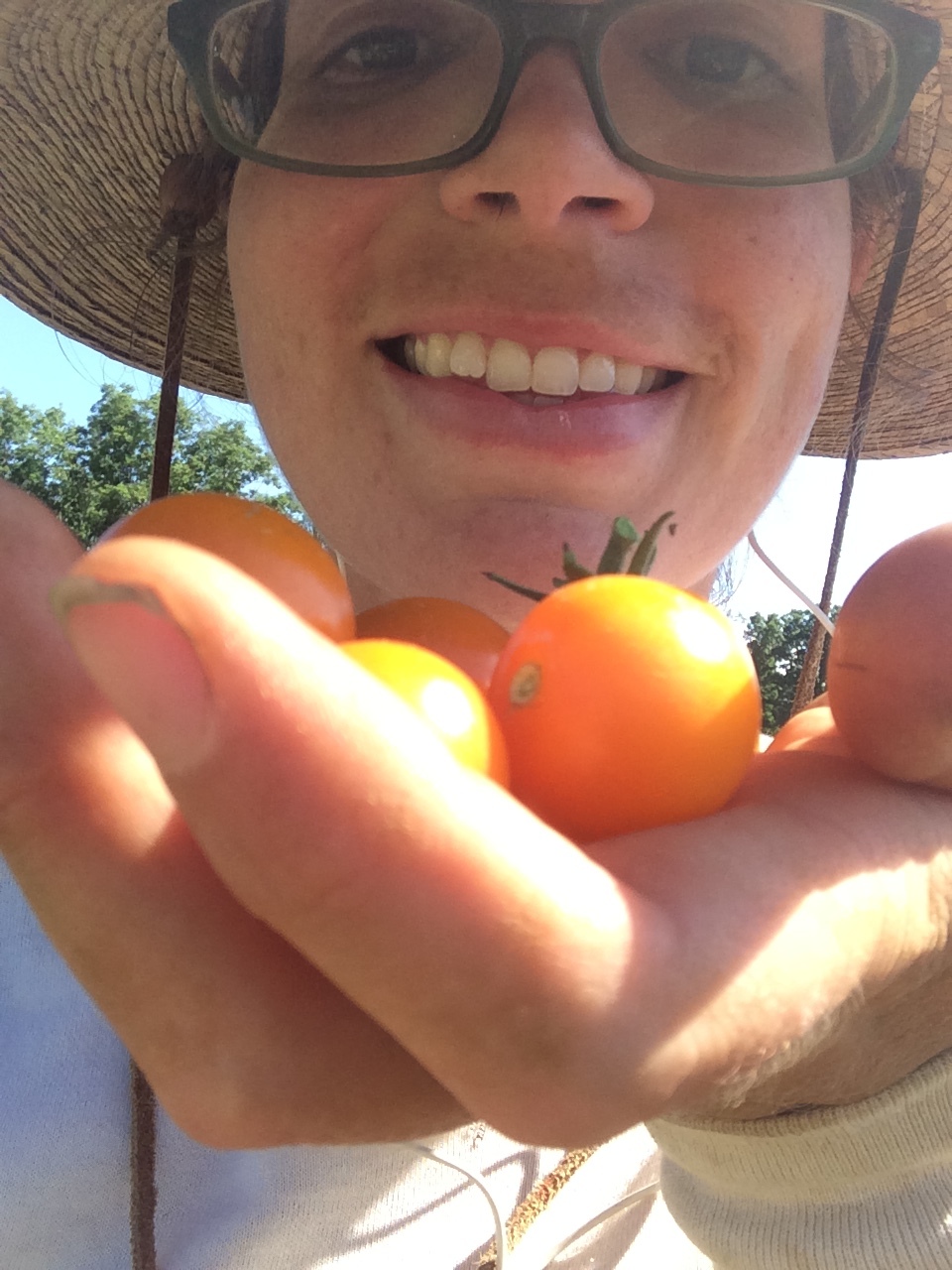 First Cherry tomatoes! Excuse my nose hairs. 