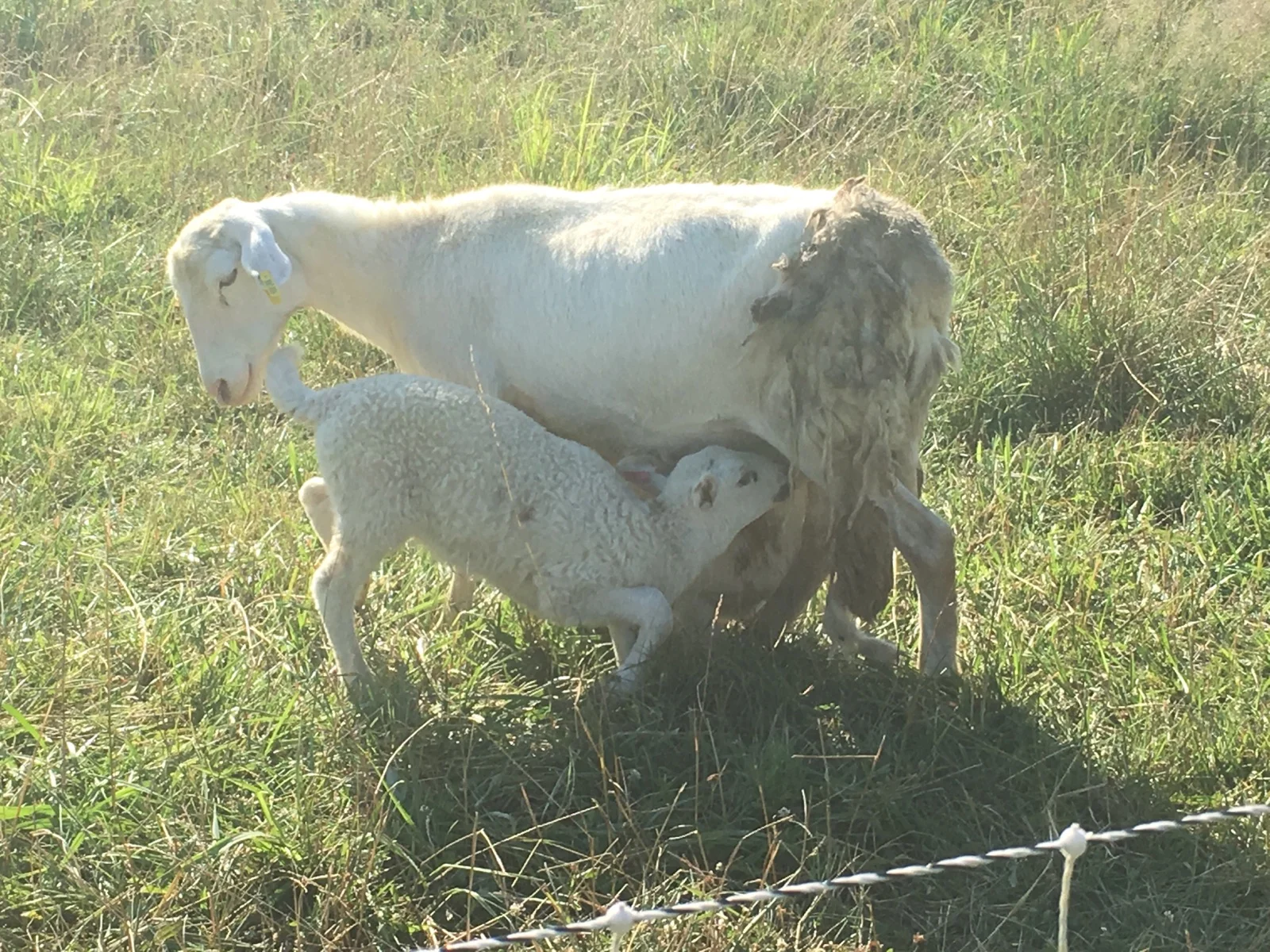  A momma and her lamb.&nbsp; 