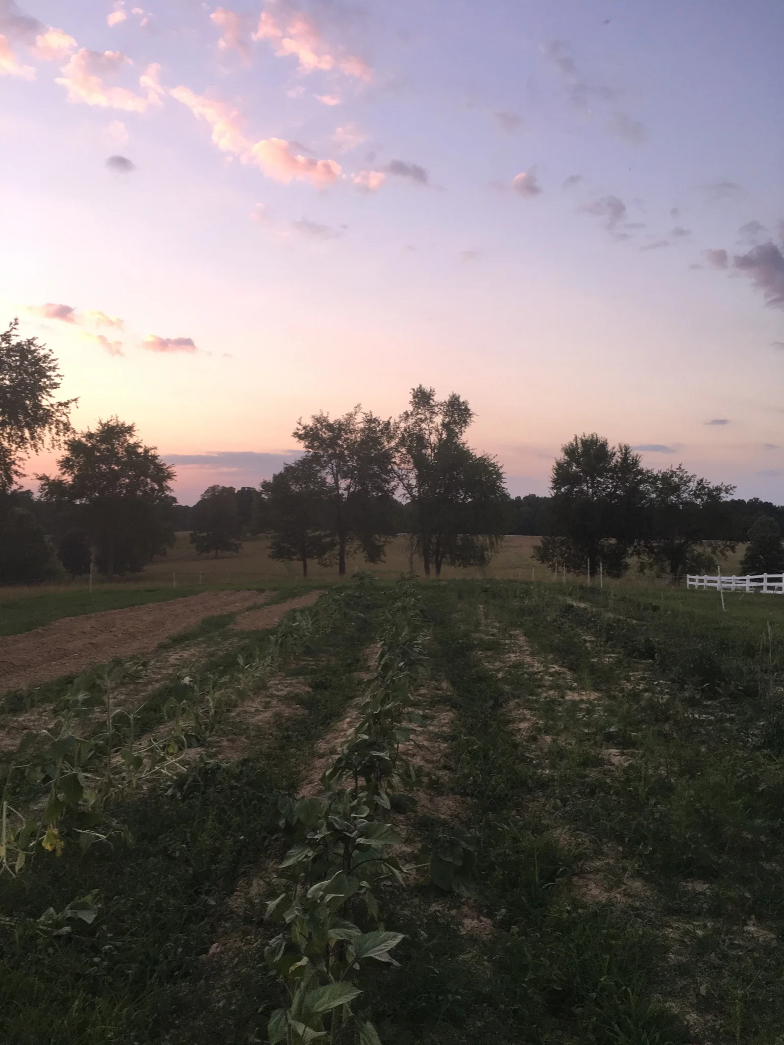  the farm at sunset 