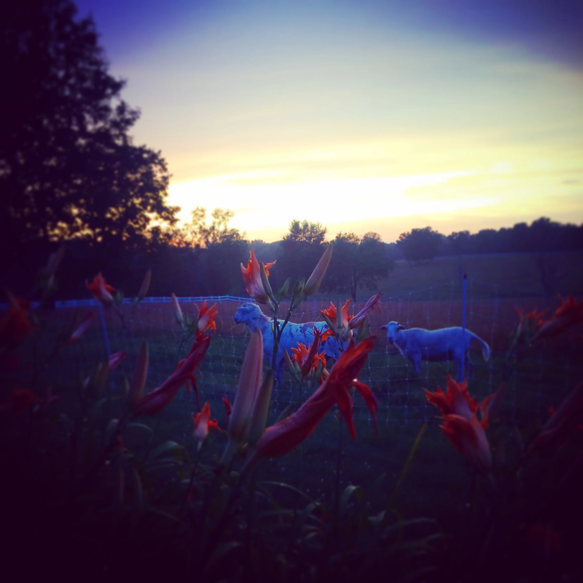  Our rams at sunset and some daylillies!&nbsp; 