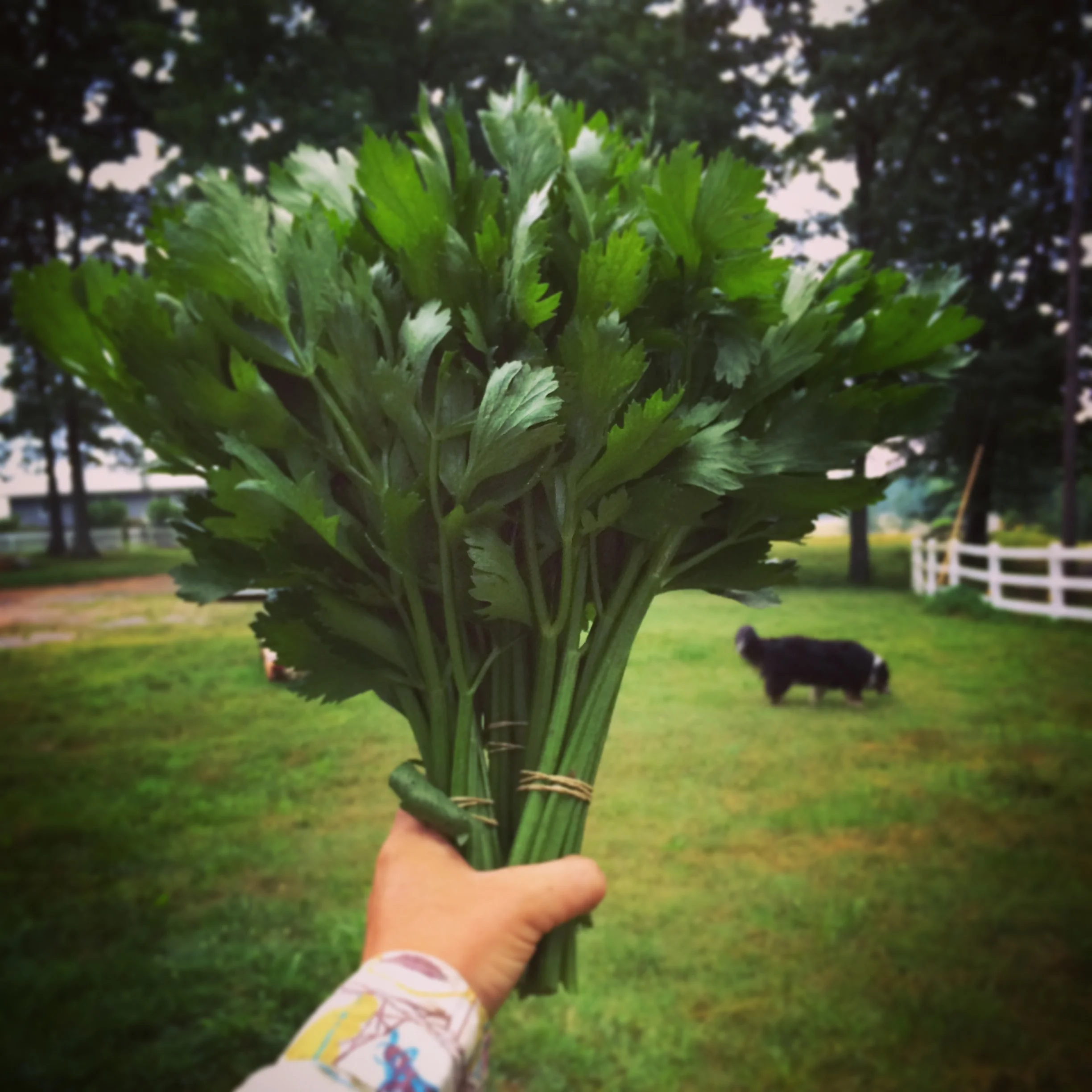  Celery! For market only! We don't have much!&nbsp; 
