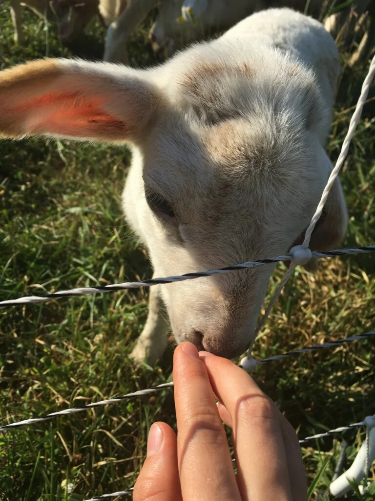  Baby Lamb.&nbsp; 