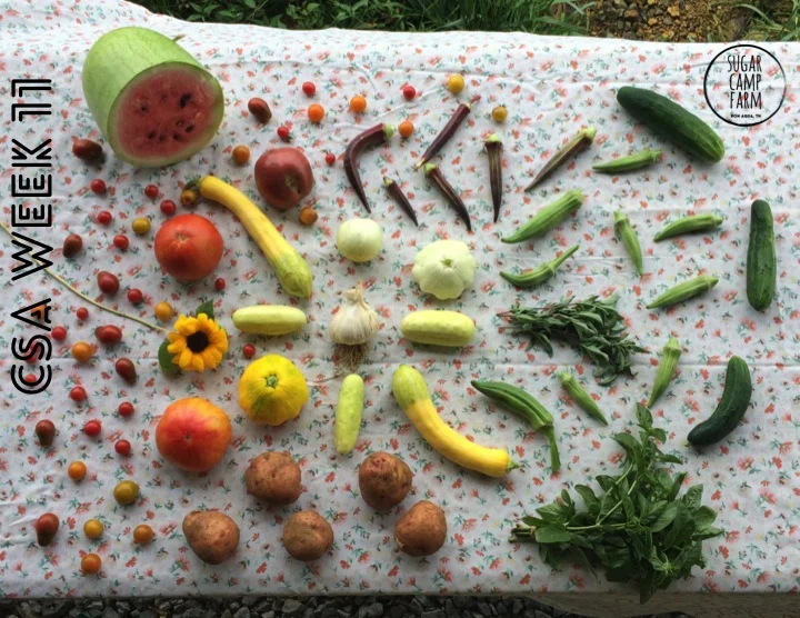 CSA week 11!! Tomatoes, cherry tomatoes, garlic, watermelon, potatoes, squash, basil, Thai basil, okra or eggplant, a hot pepper, perhaps a flower or two!