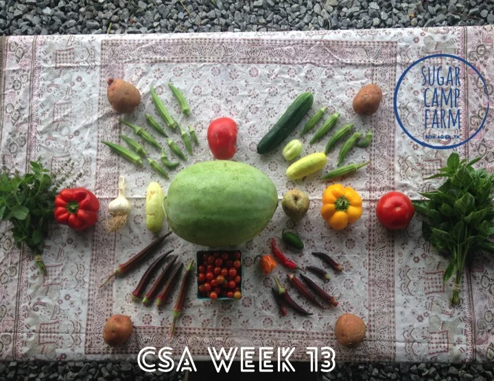 Basil, Holy Basil, Cherry tomatoes, Bell Peppers by Athena's Harvest Farm and Training Center , Green Beans (not pictured) by Pond Creek Gardens , okra or eggplant, tomatoes, hot peppers, cucumbers, potatoes, garlic, an apple, and a watermelon! 