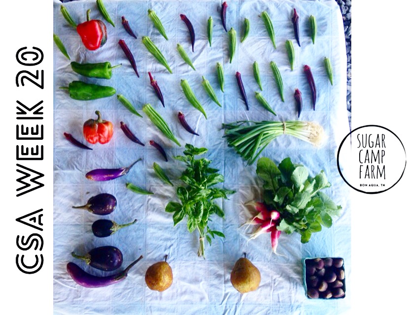 1 bunch radishes, 1 bunch green onions, arugula (not pictured), 1 pint chestnuts, basil, 0.5-1 lb peppers, 1 lb eggplant, 1 lb pears, 1 lb okra