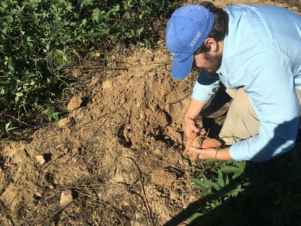 Ty digging up some sweet potatoes!