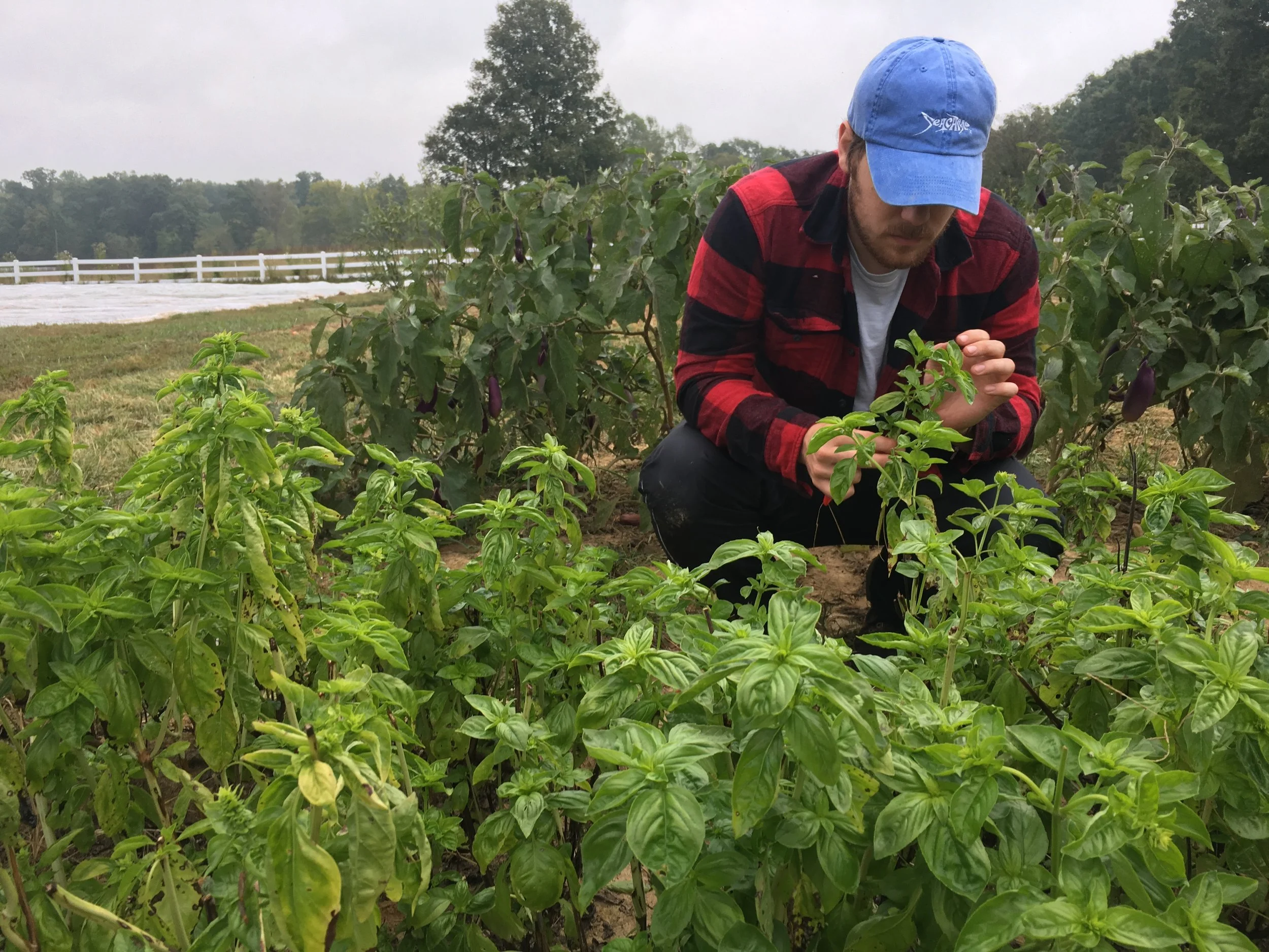 Ty harvesting basil! look he's wearing flannel! It's chilly! 