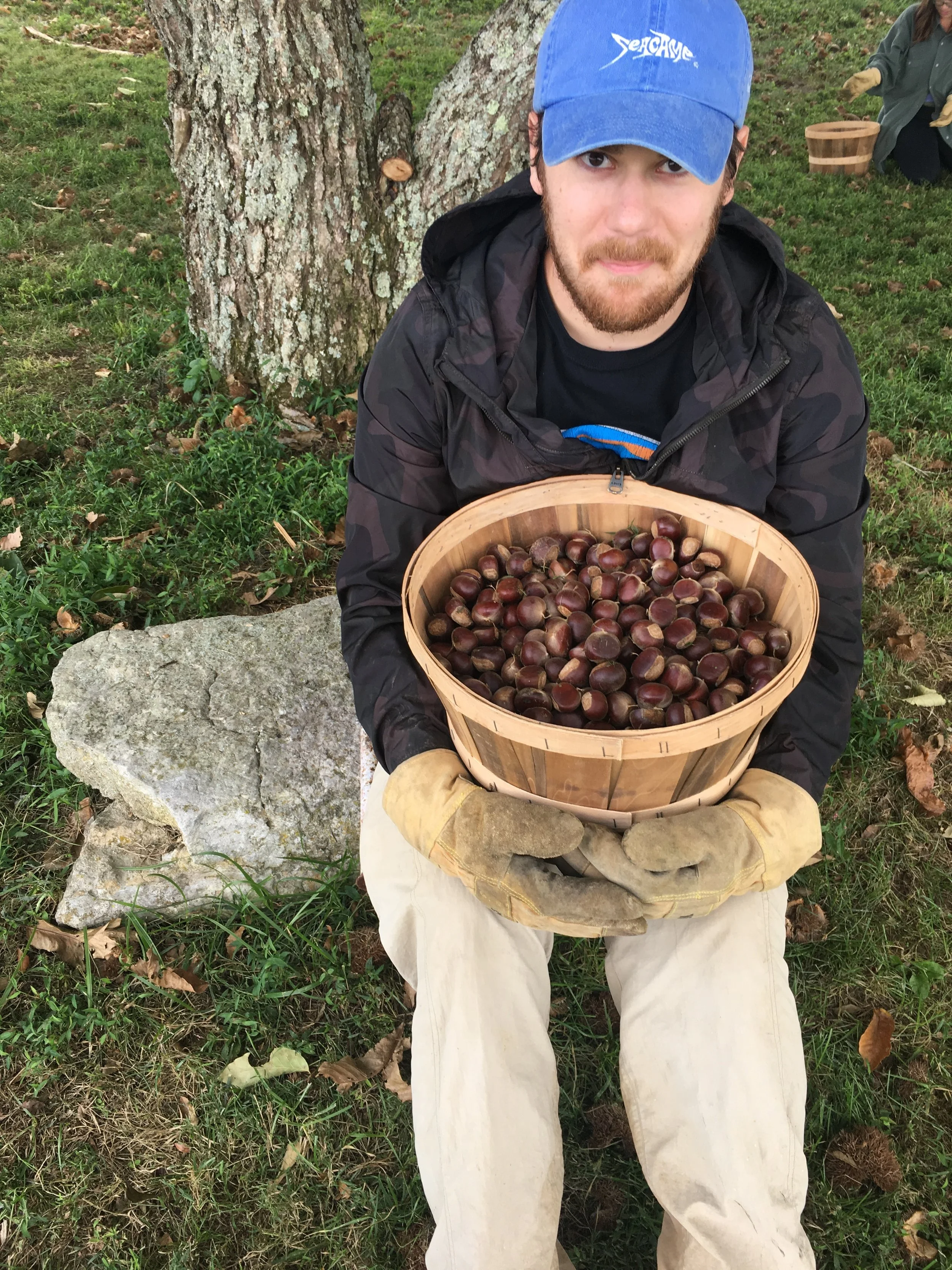 Ty and the chestnuts