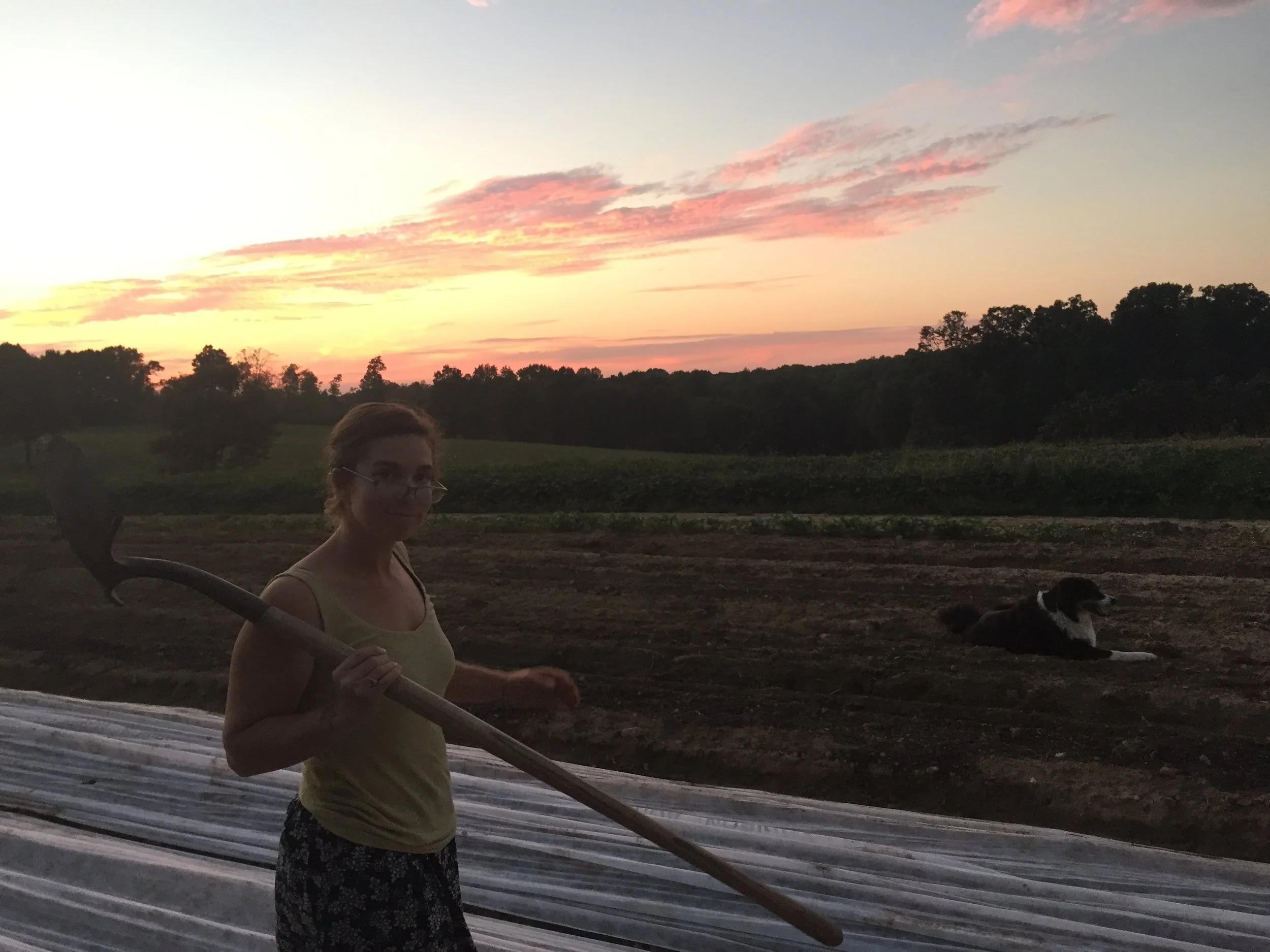 Winnie and I working till sunset getting the row cover back on the cabbage, kale, lettuce, and broccoli after an early hoeing, then letting the sun kill the hoed weeds all afternoon. 