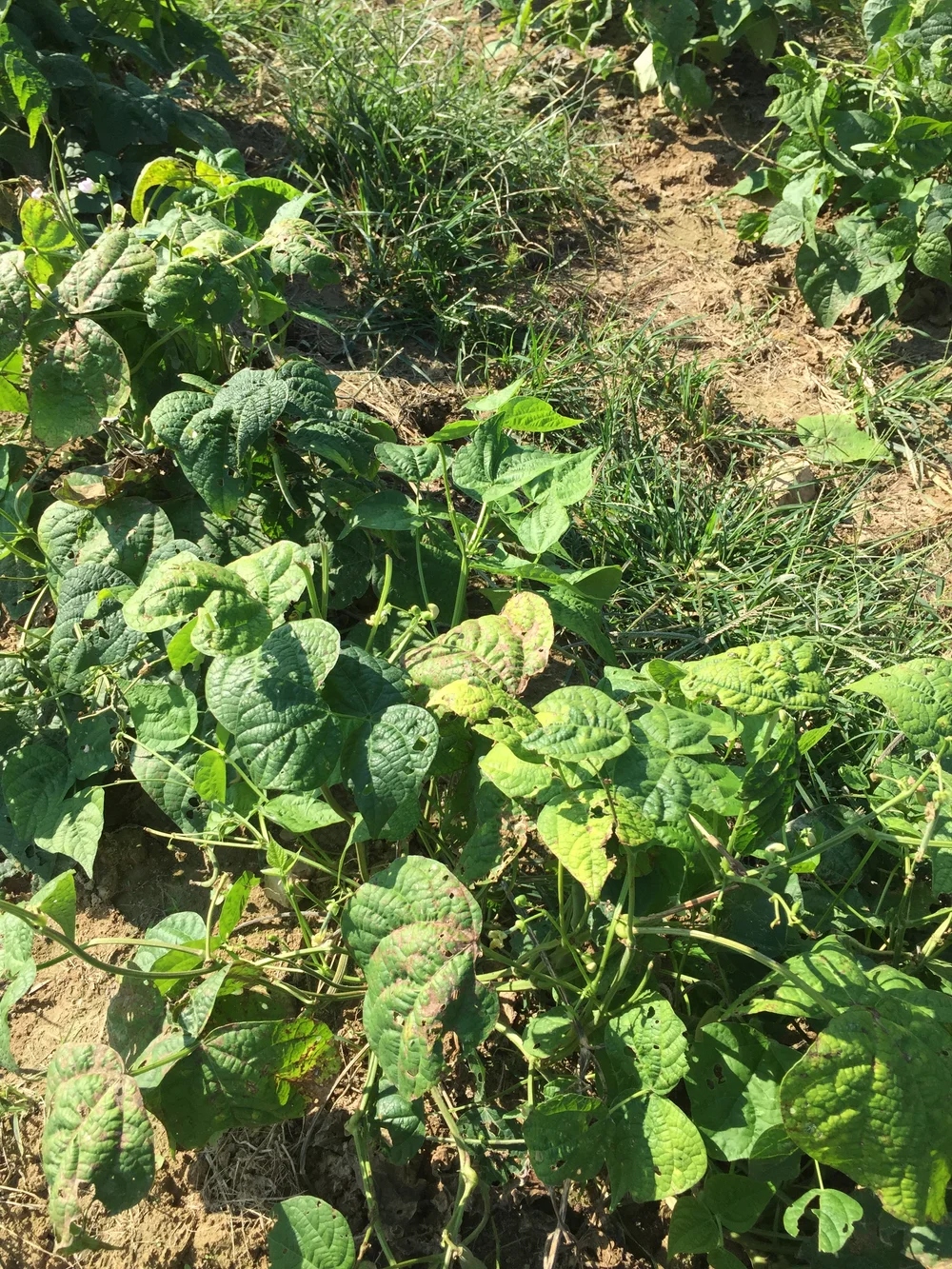 We said goodbye to the beans this week! Thanks for some delicious beans, beans! 