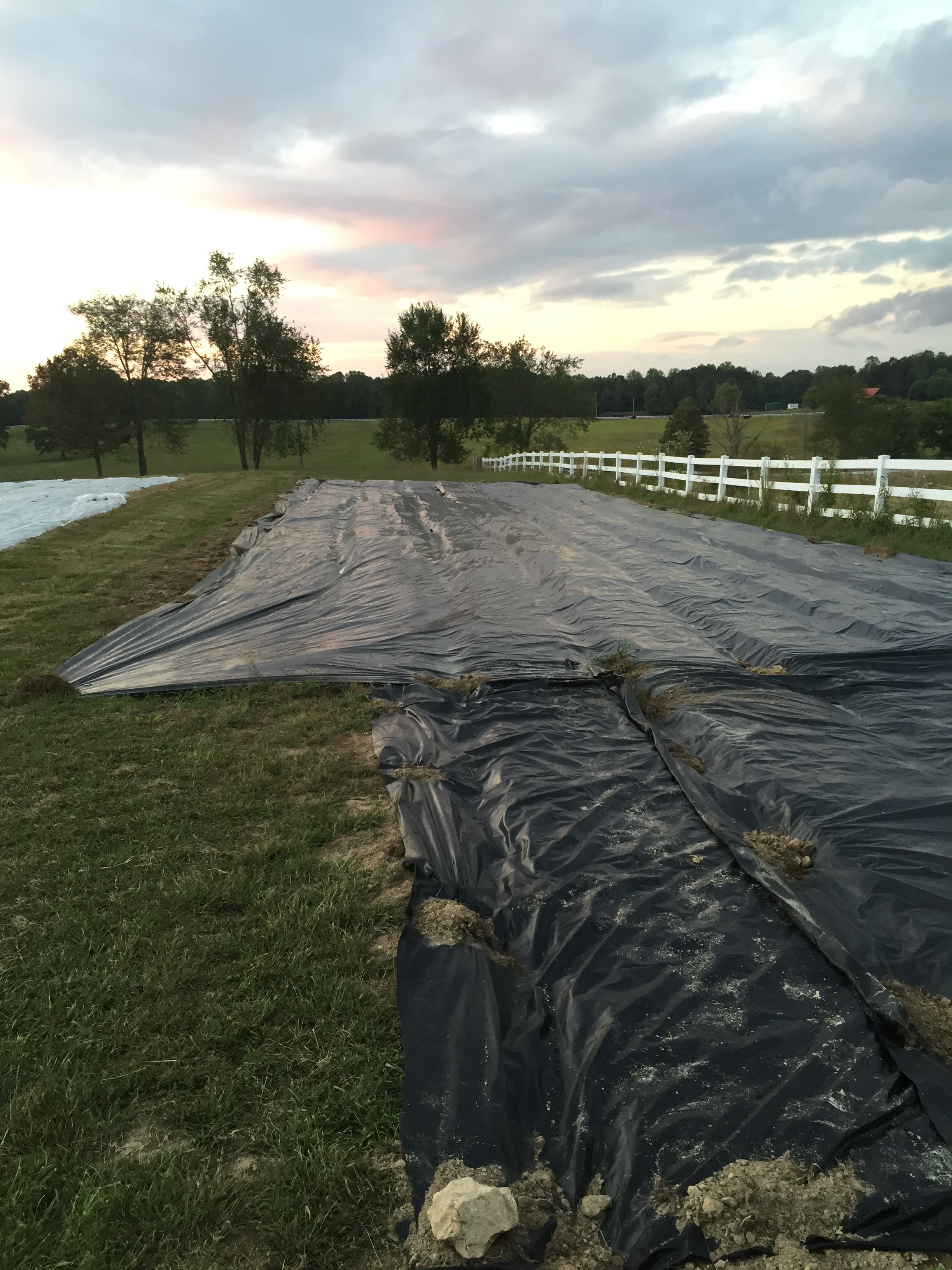 Using tarps to demolish weed seed for spring. 
